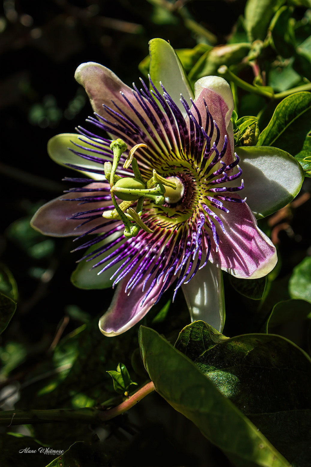 Passion Flower