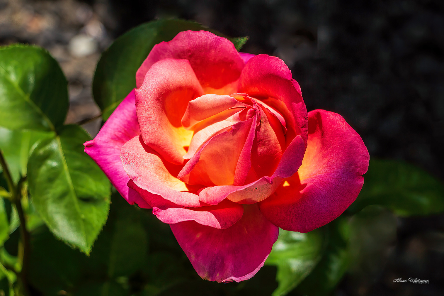 Peace Rose