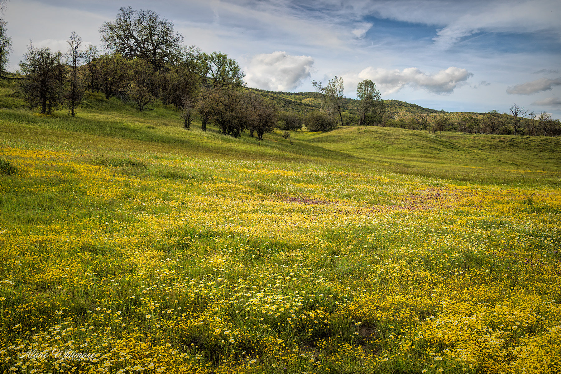 Shell Creek Wildflowers