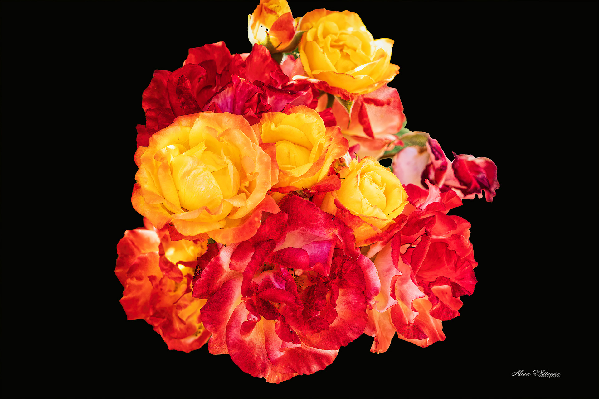 Rose Bouquet