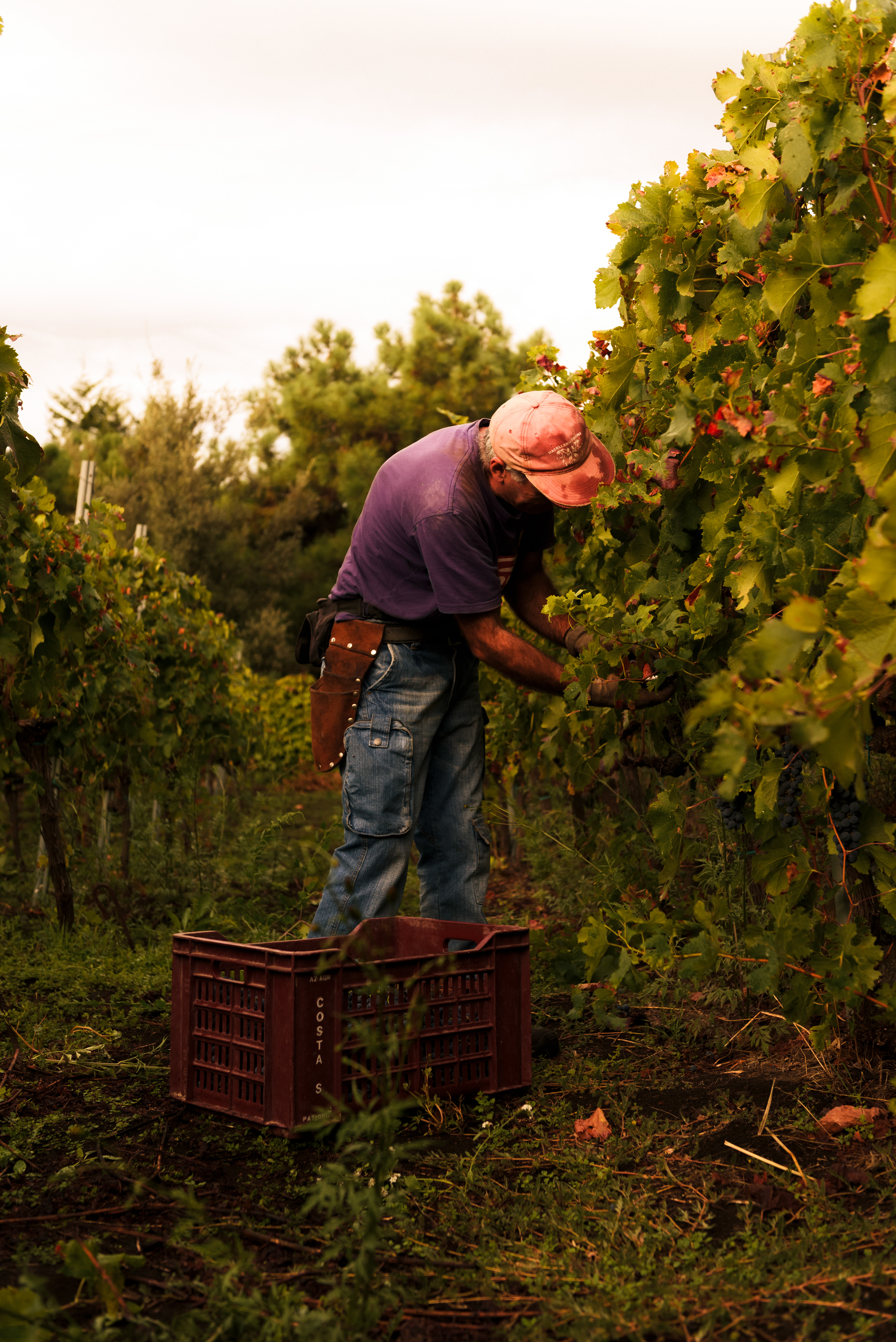 Vendemmia photography Cantina Cortese - Wine harvest tradizionale stile documentaristico autentico reportage.