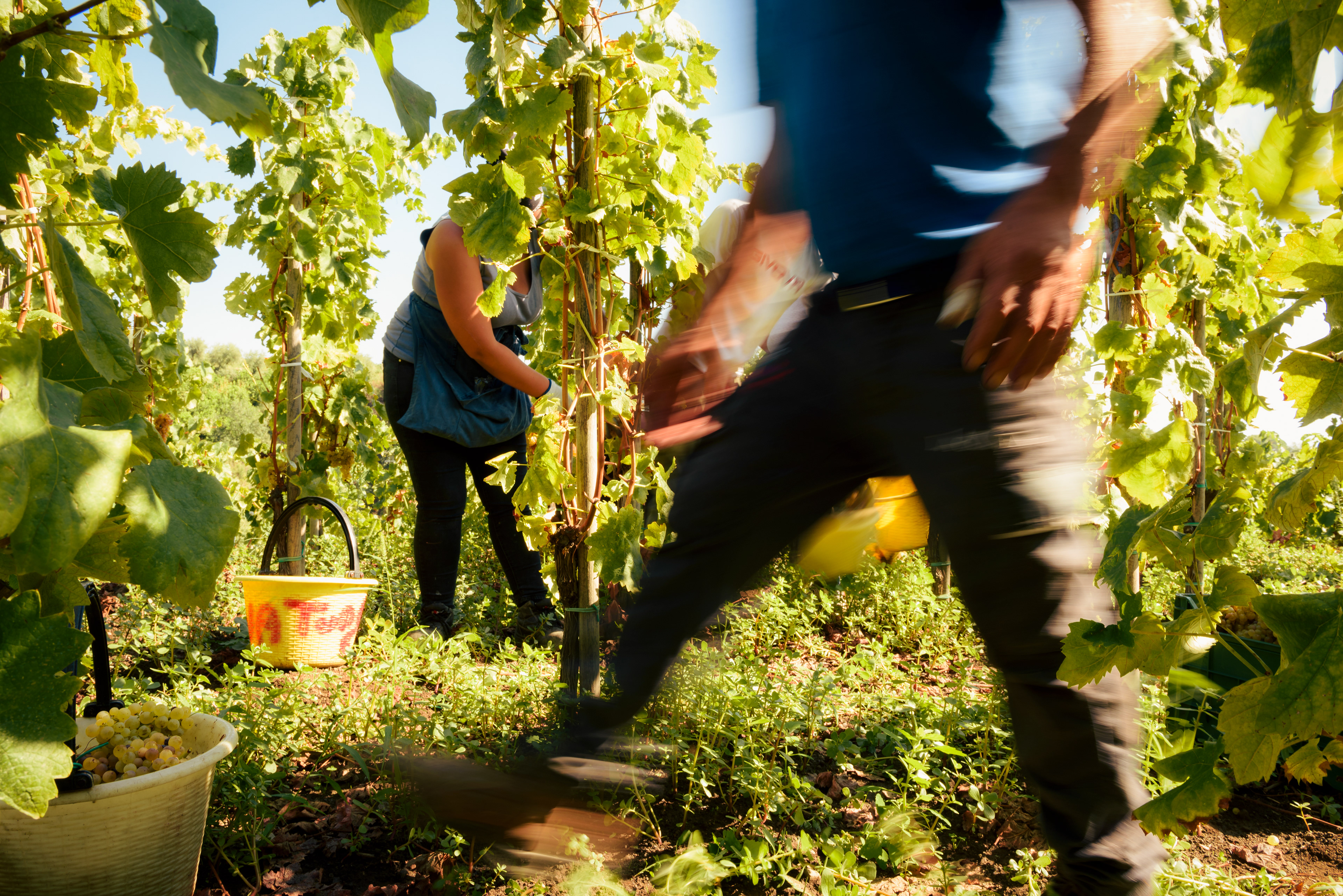Vendemmia photography Cantine La Contea - Wine harvest per Hoko Studio stile documentaristico.