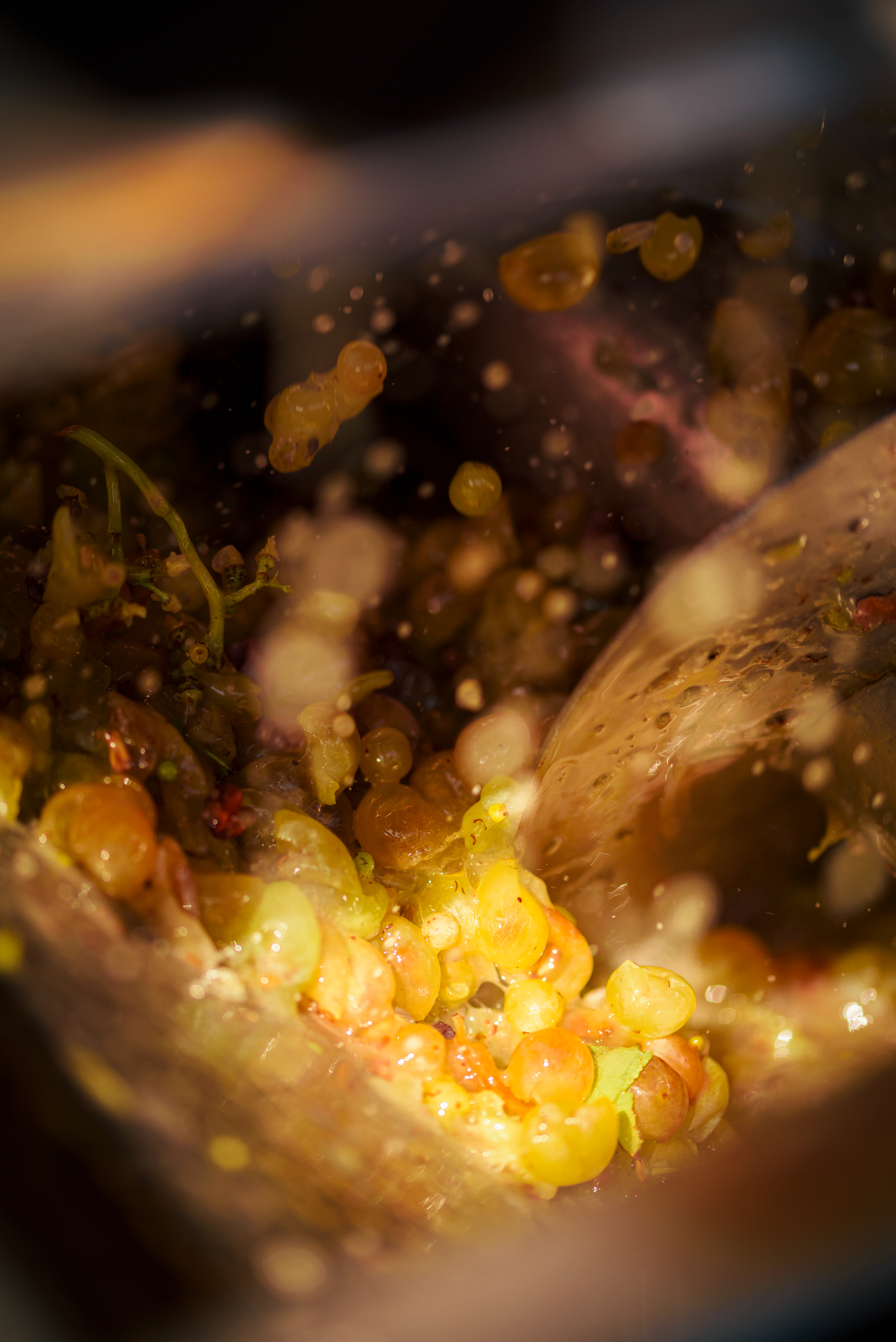 Harvest photography La Contea - Vendemmia tradizionale Hoko Studio lighting naturale autentico.