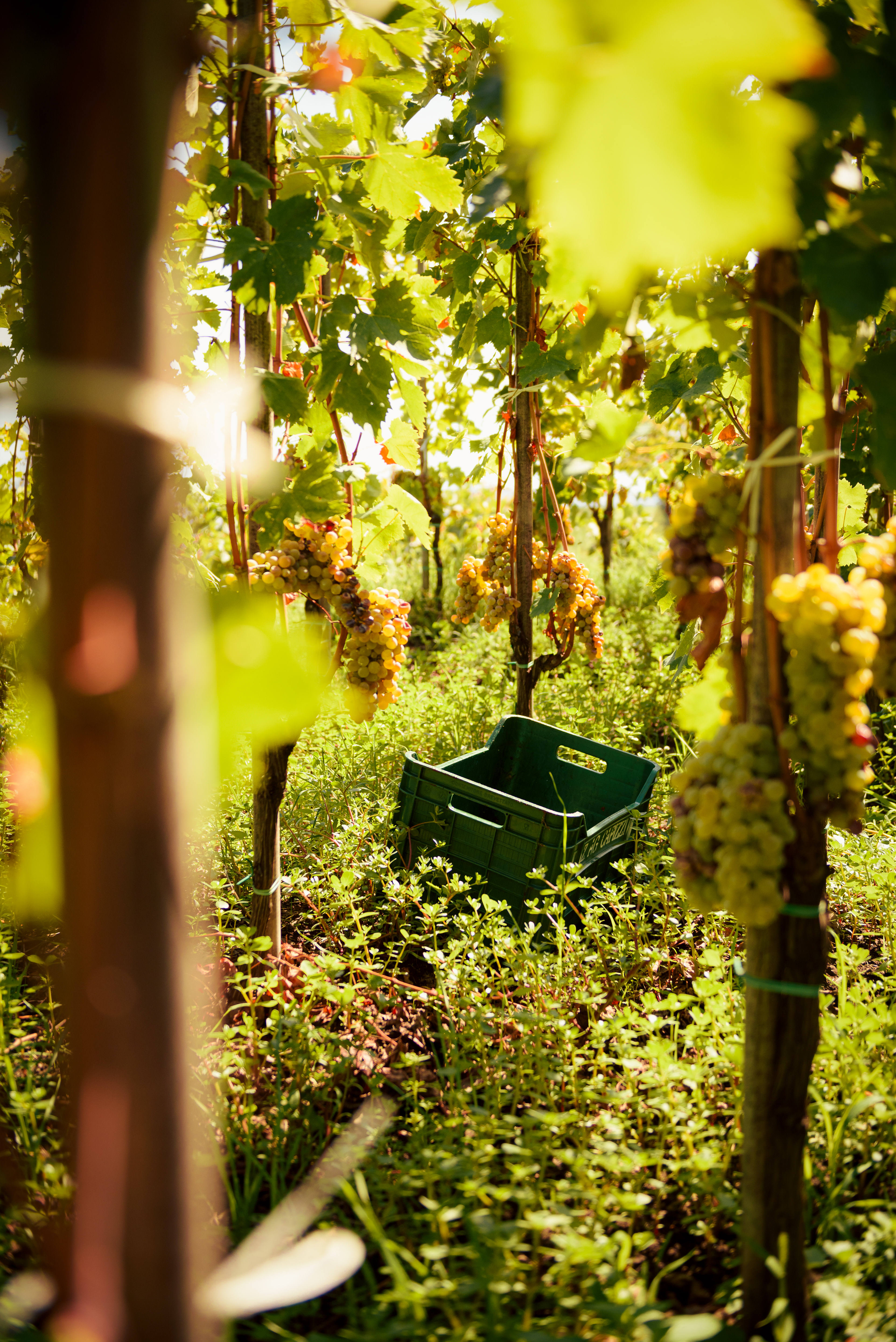 Wine harvest photography Cantine La Contea - Tradizione vinicola per Hoko Studio stile cinematografico.