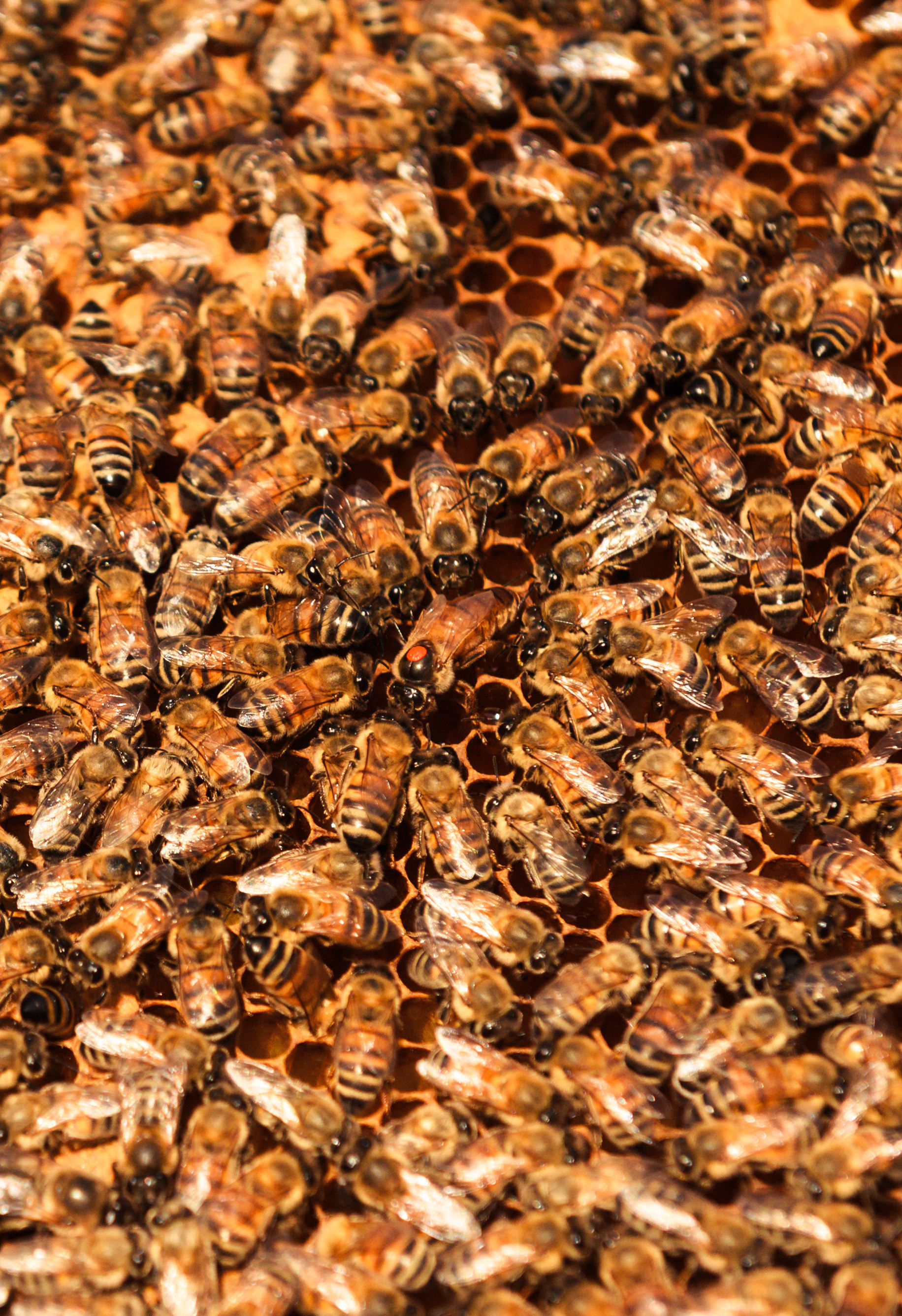 Beekeeping reportage photography - Tradizione apicola progetto personale