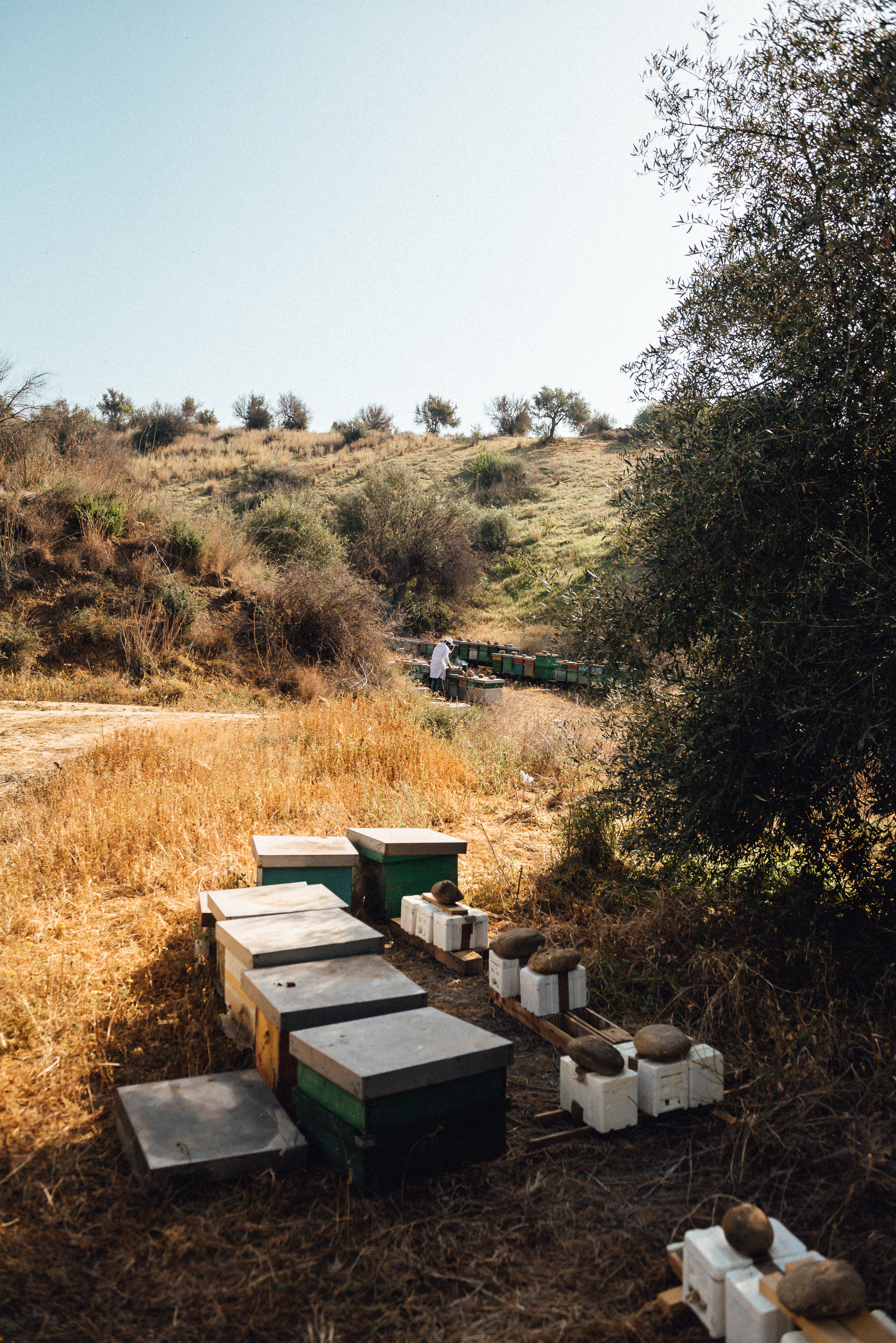 Beekeeper reportage photography - Apicoltura tradizionale progetto autoriale lighting naturale