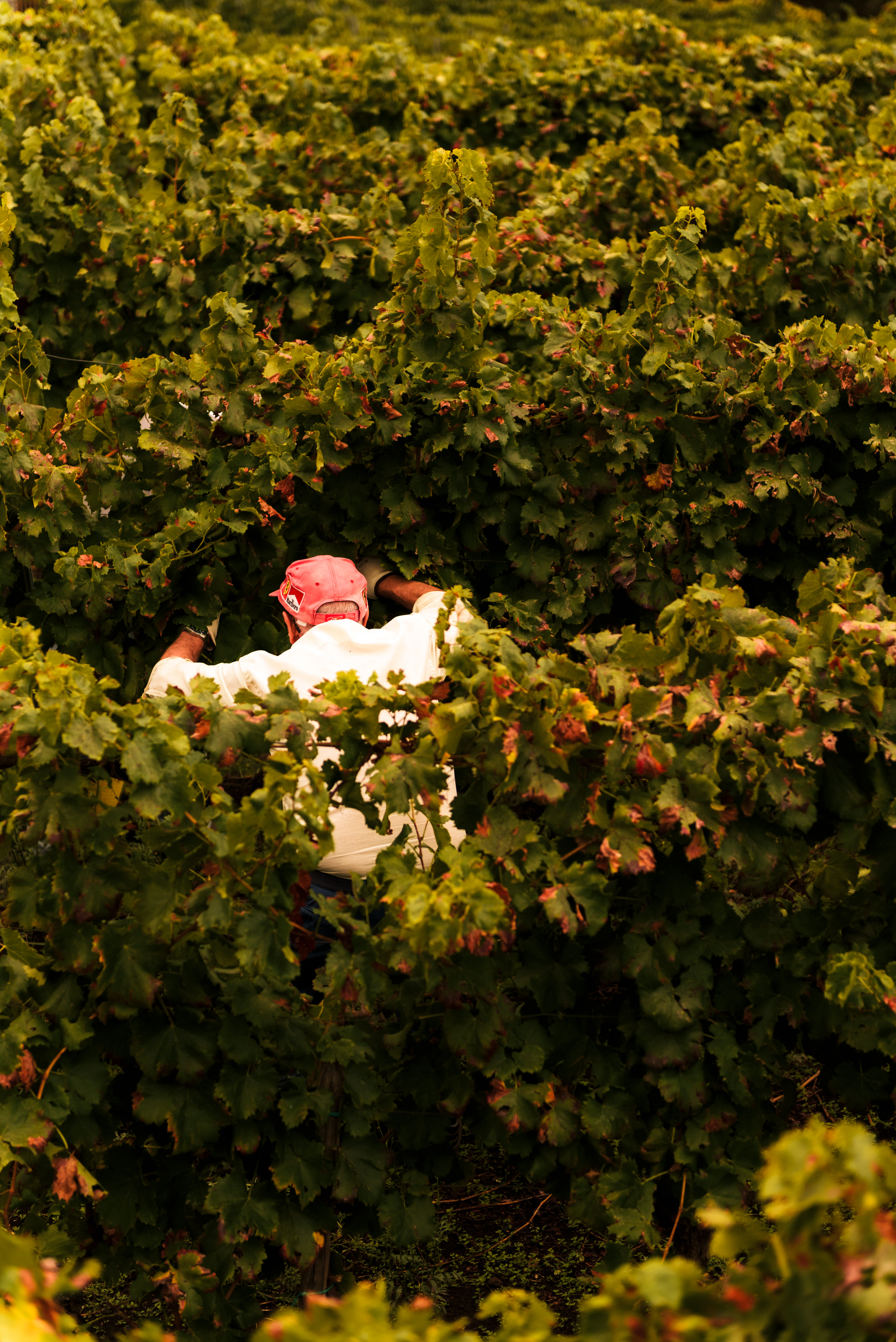 Wine photography Cantina Cortese - Tradizione vitivinicola harvest stile cinematografico composizione artistica naturale.