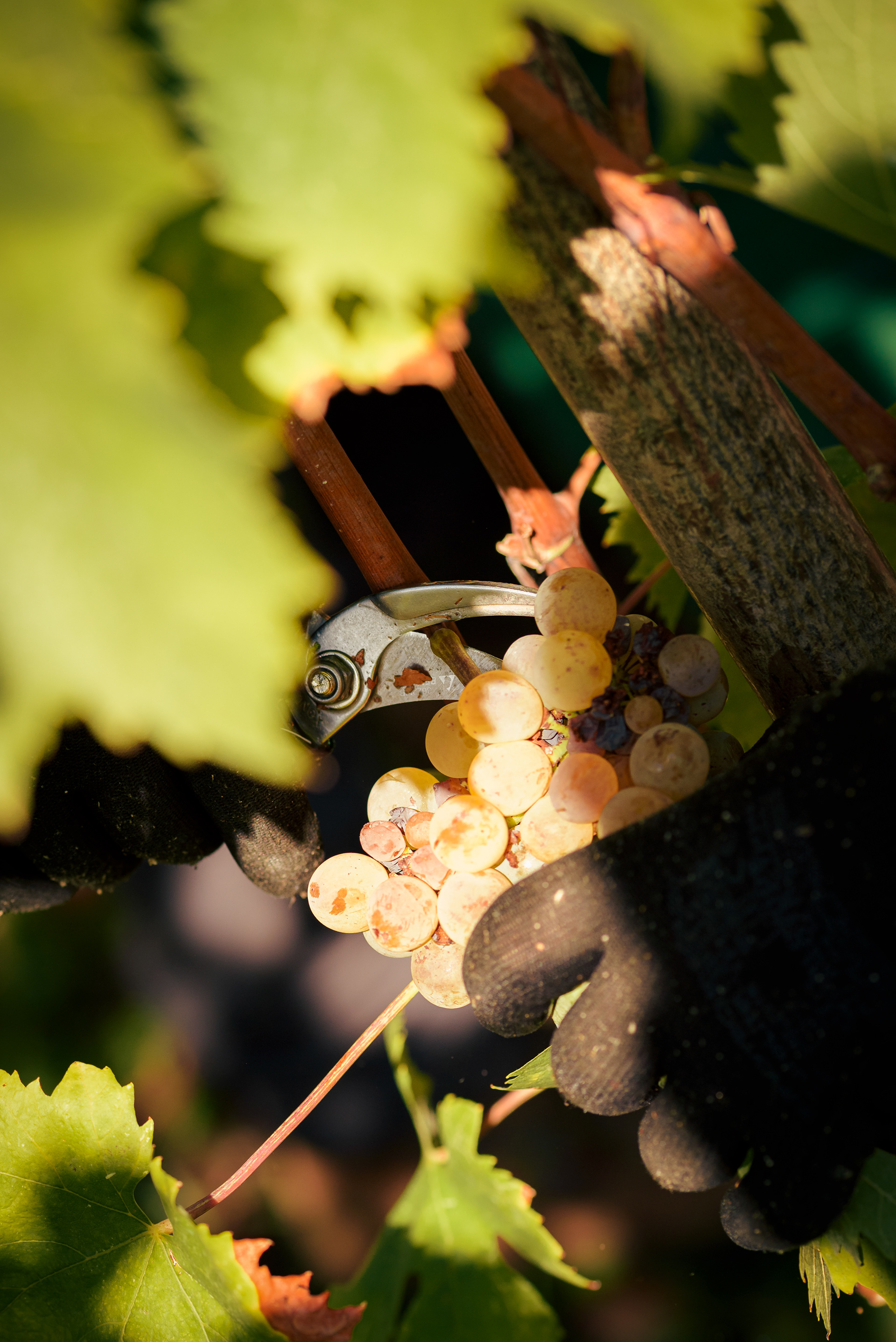 Vineyard photography La Contea - Vendemmia siciliana Hoko Studio storytelling visivo genuino
