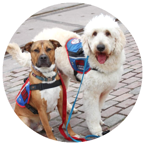 Foreground features two dogs, a white labradoodle and brown pit-bull, wearing service dog vests. Background features brick sidewalk.
