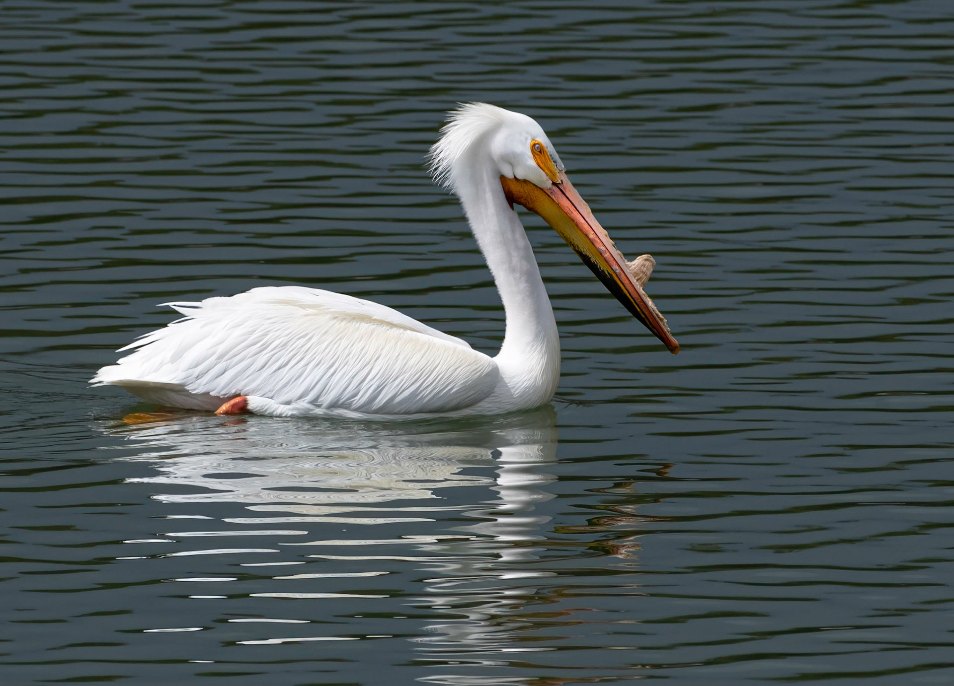 White Pelican