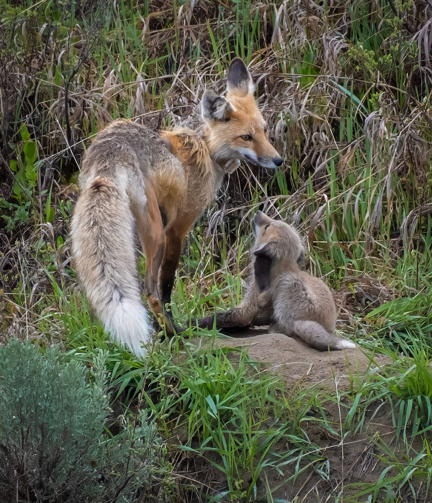Red Fox and Pup