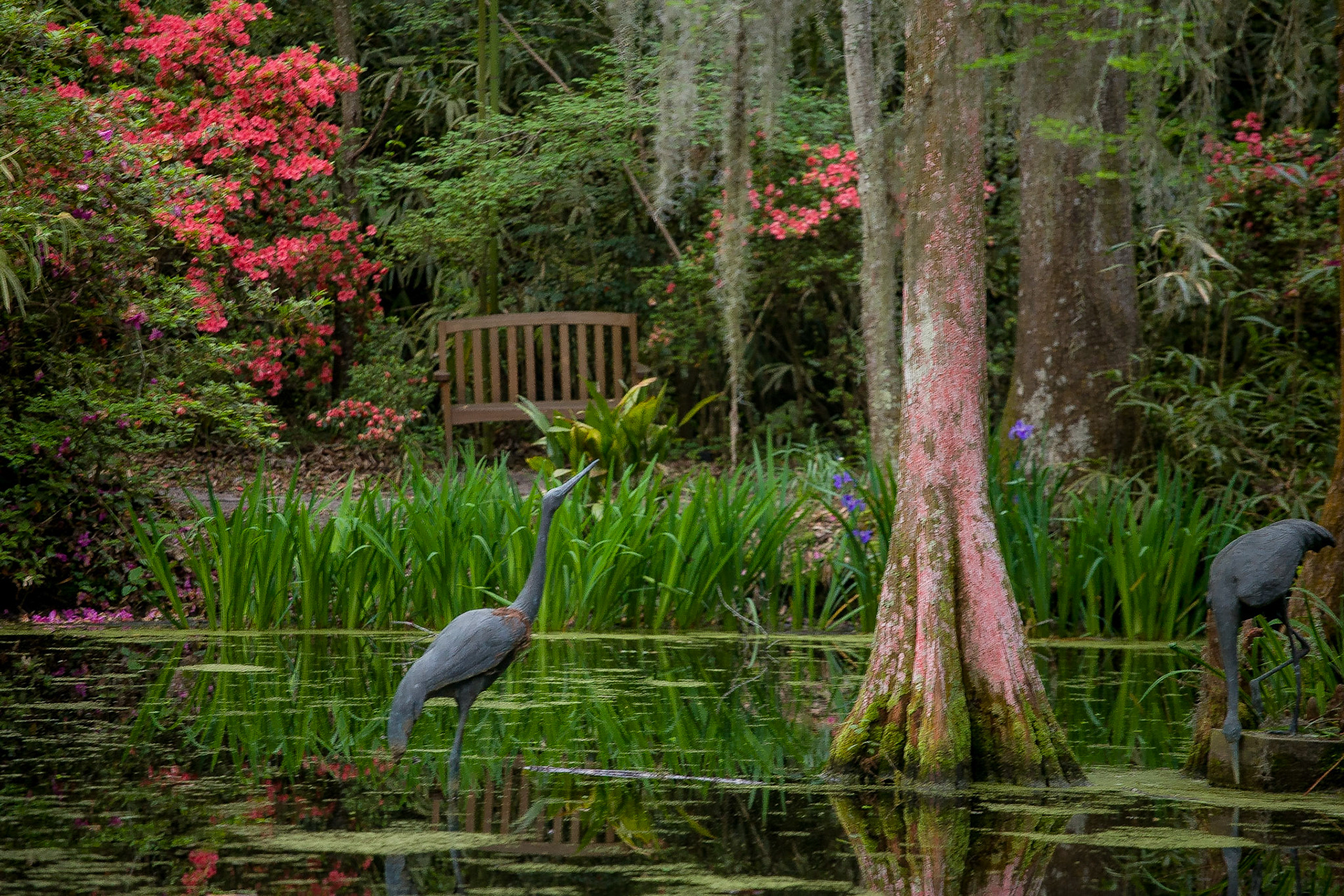 Magnolia Plantation and Gardens