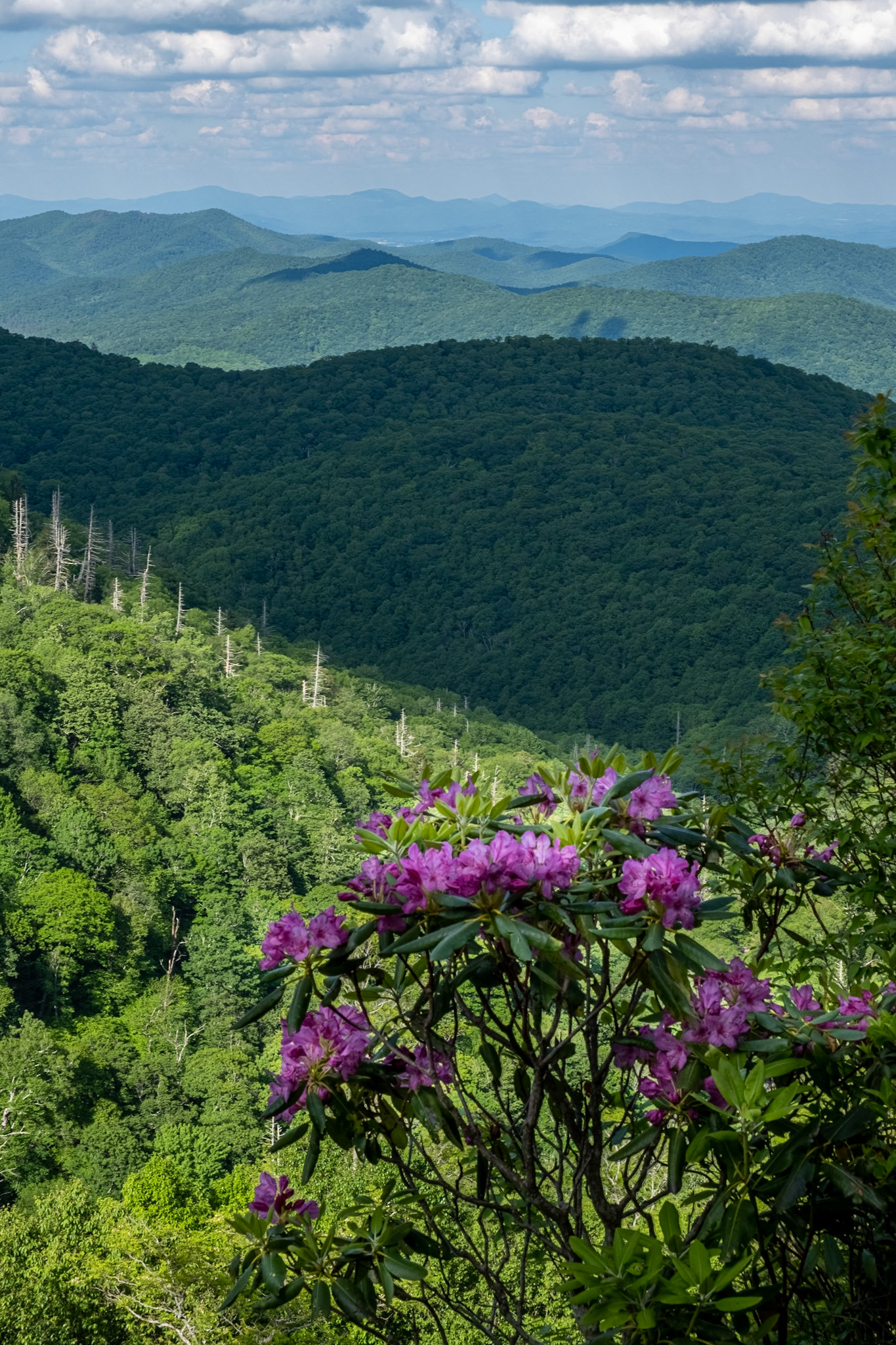 Rhododendrons