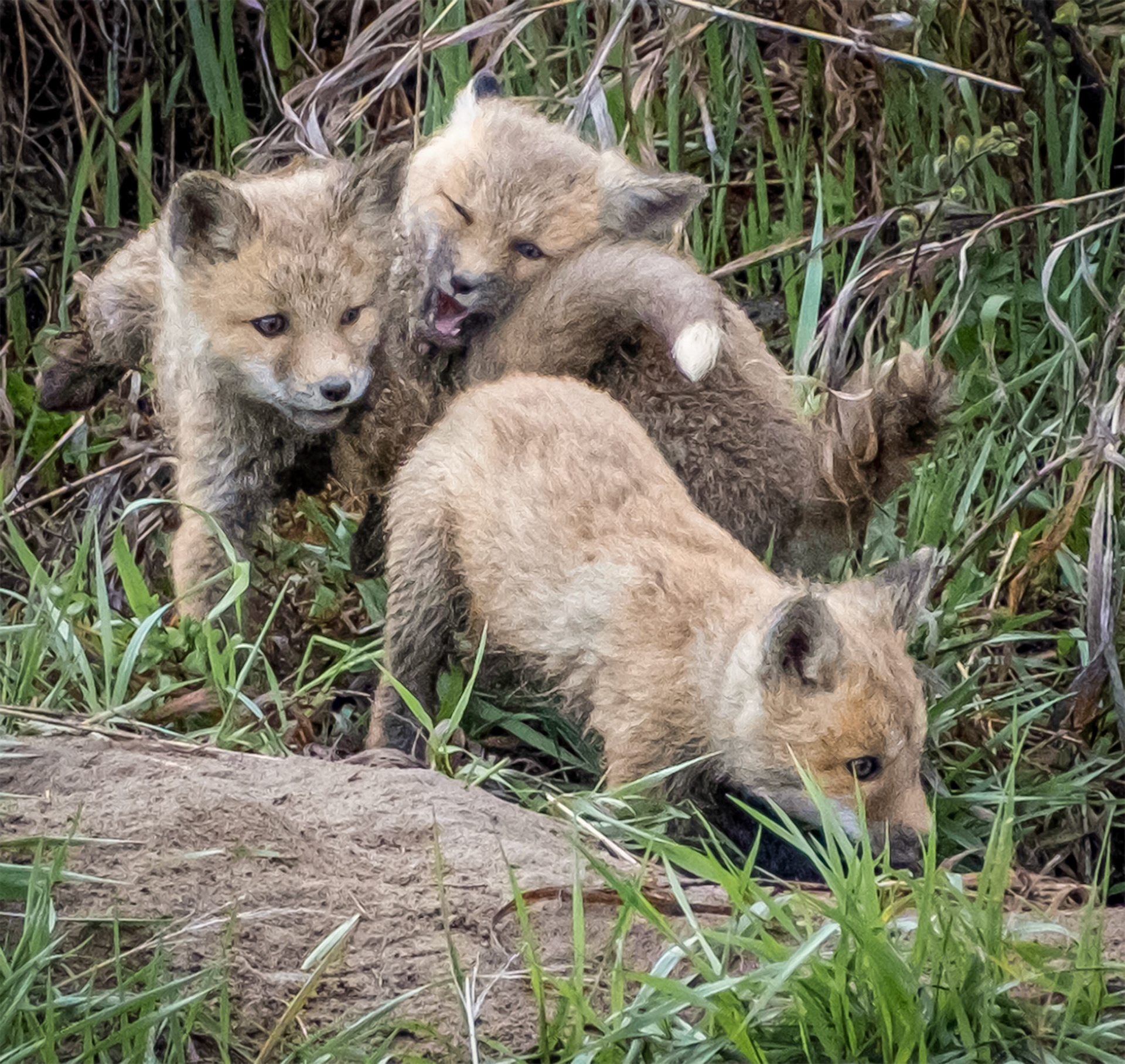 Red Fox Puppies