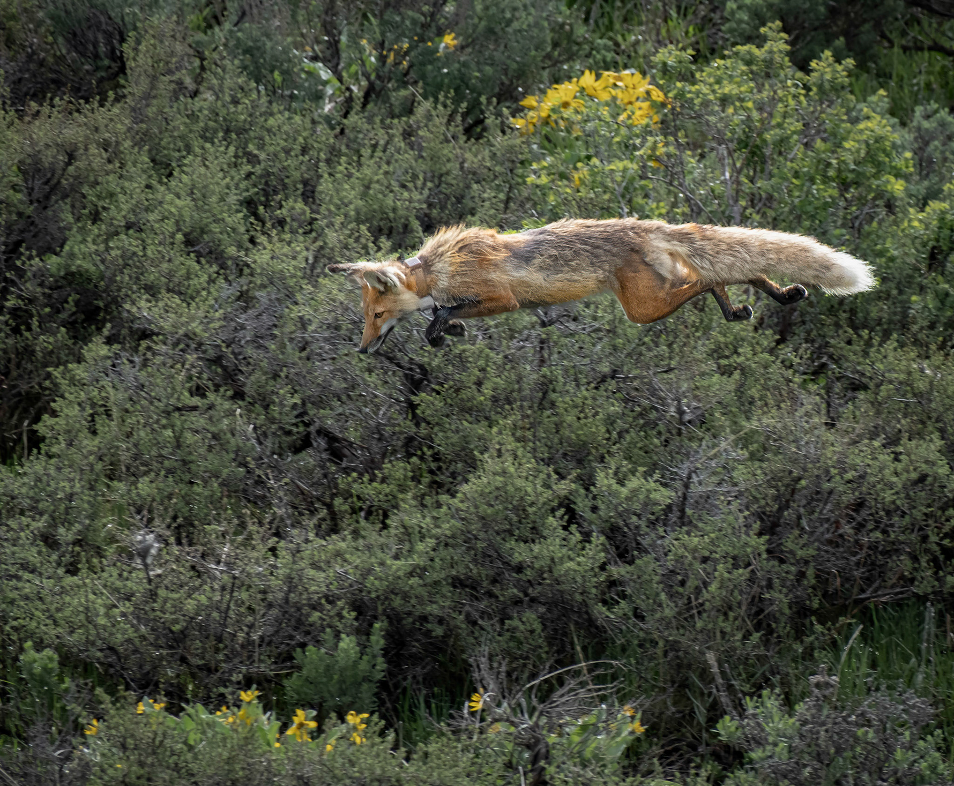 Red Fox in Flight