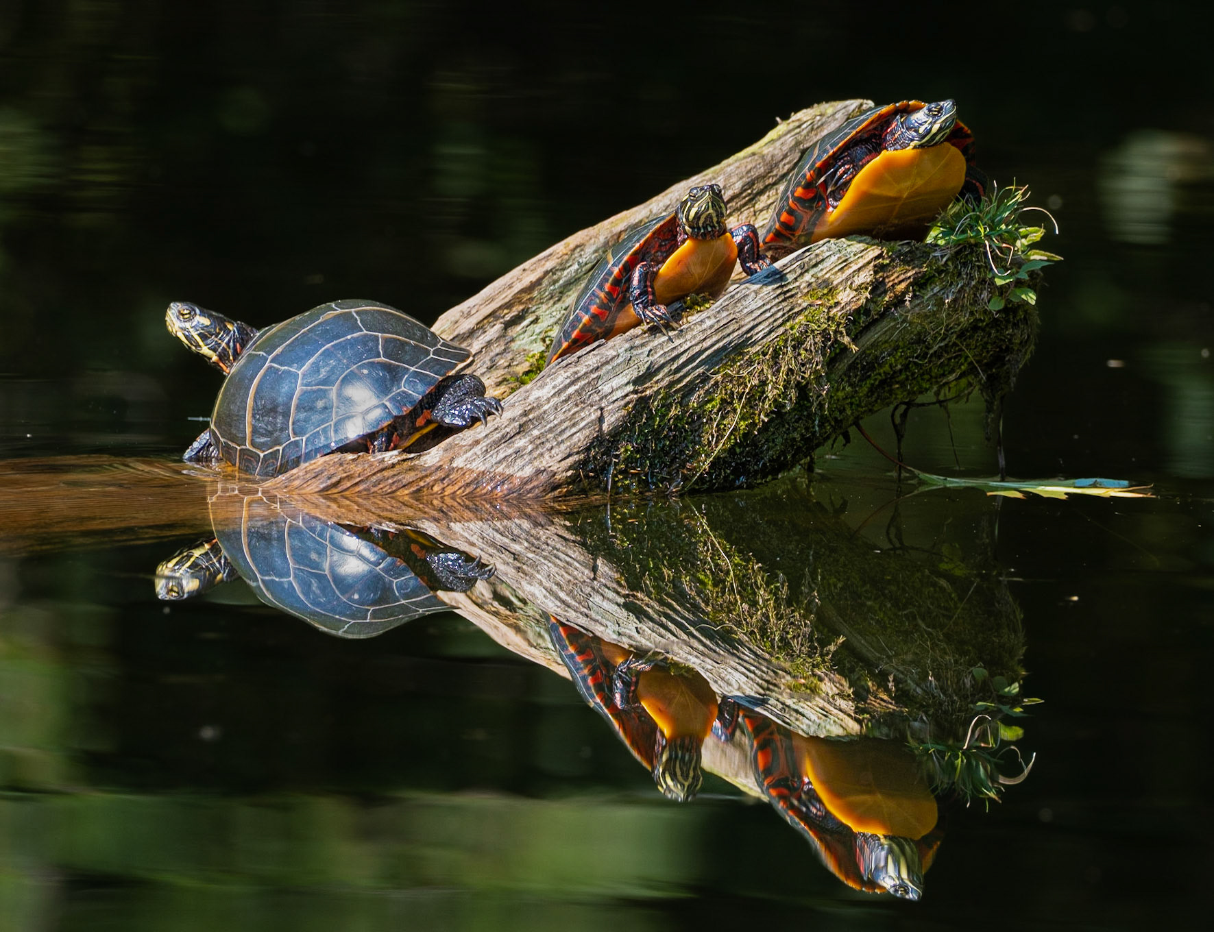 Painted Turtles