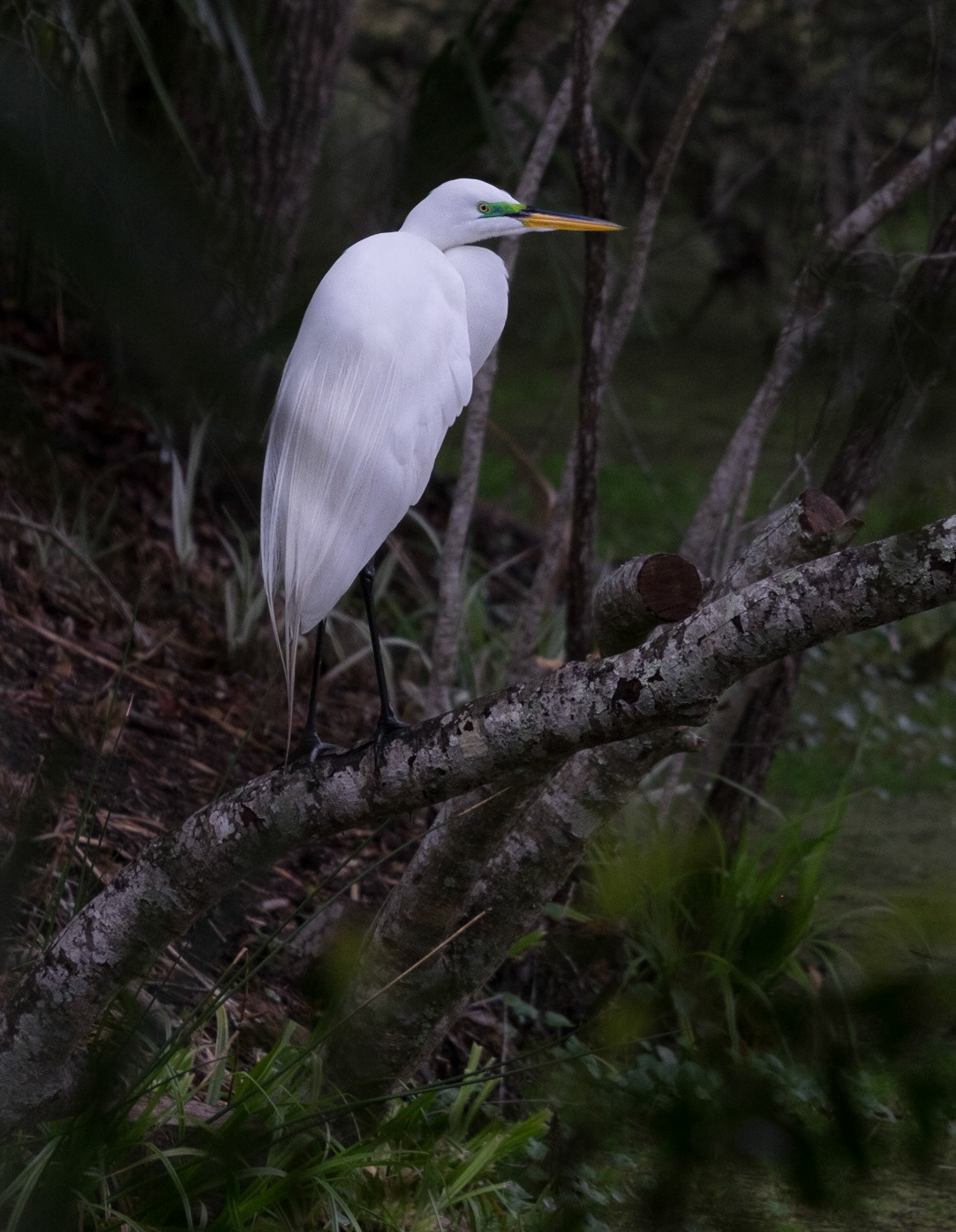 White Egret
