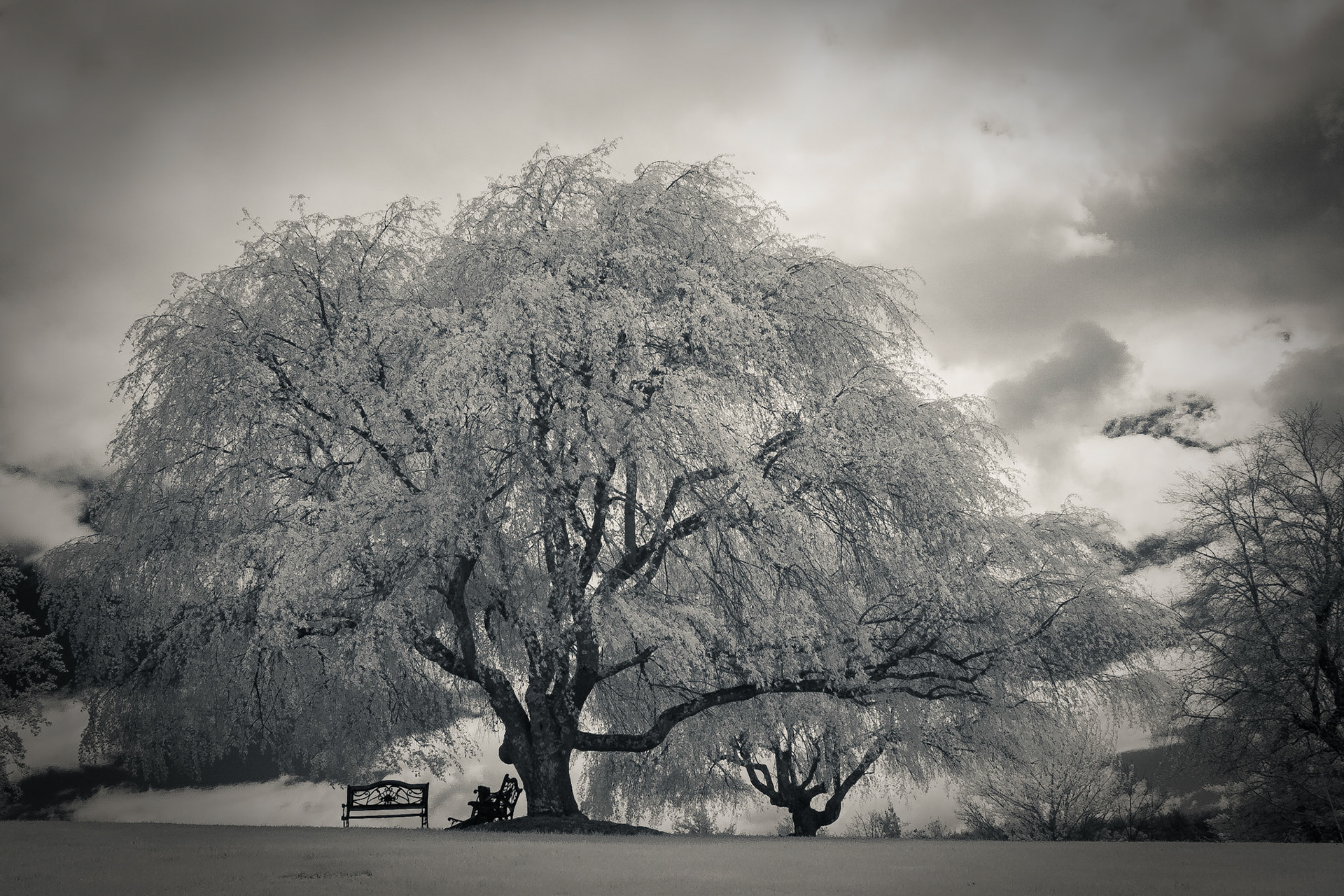 Lonely Willow