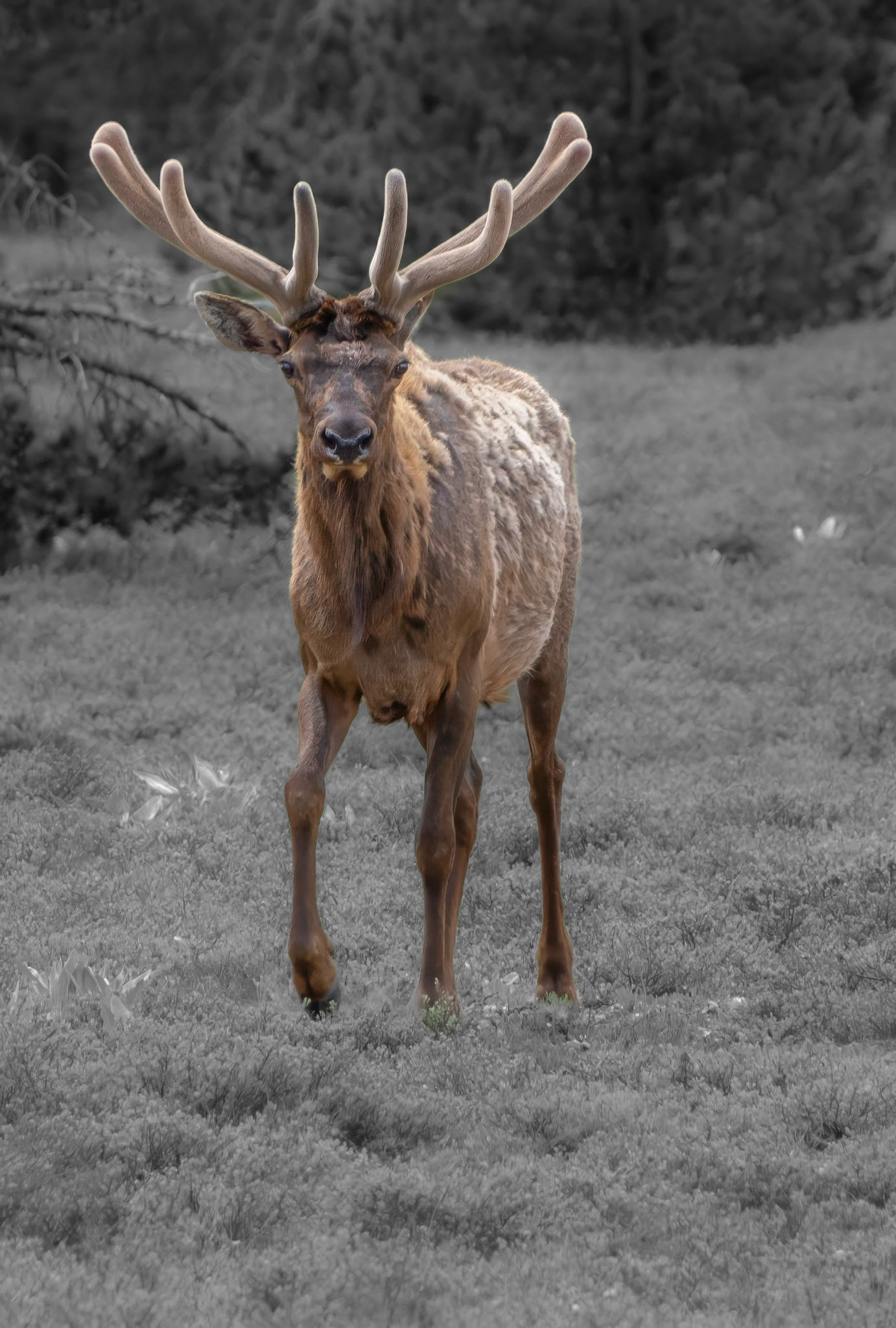 Bull Elk