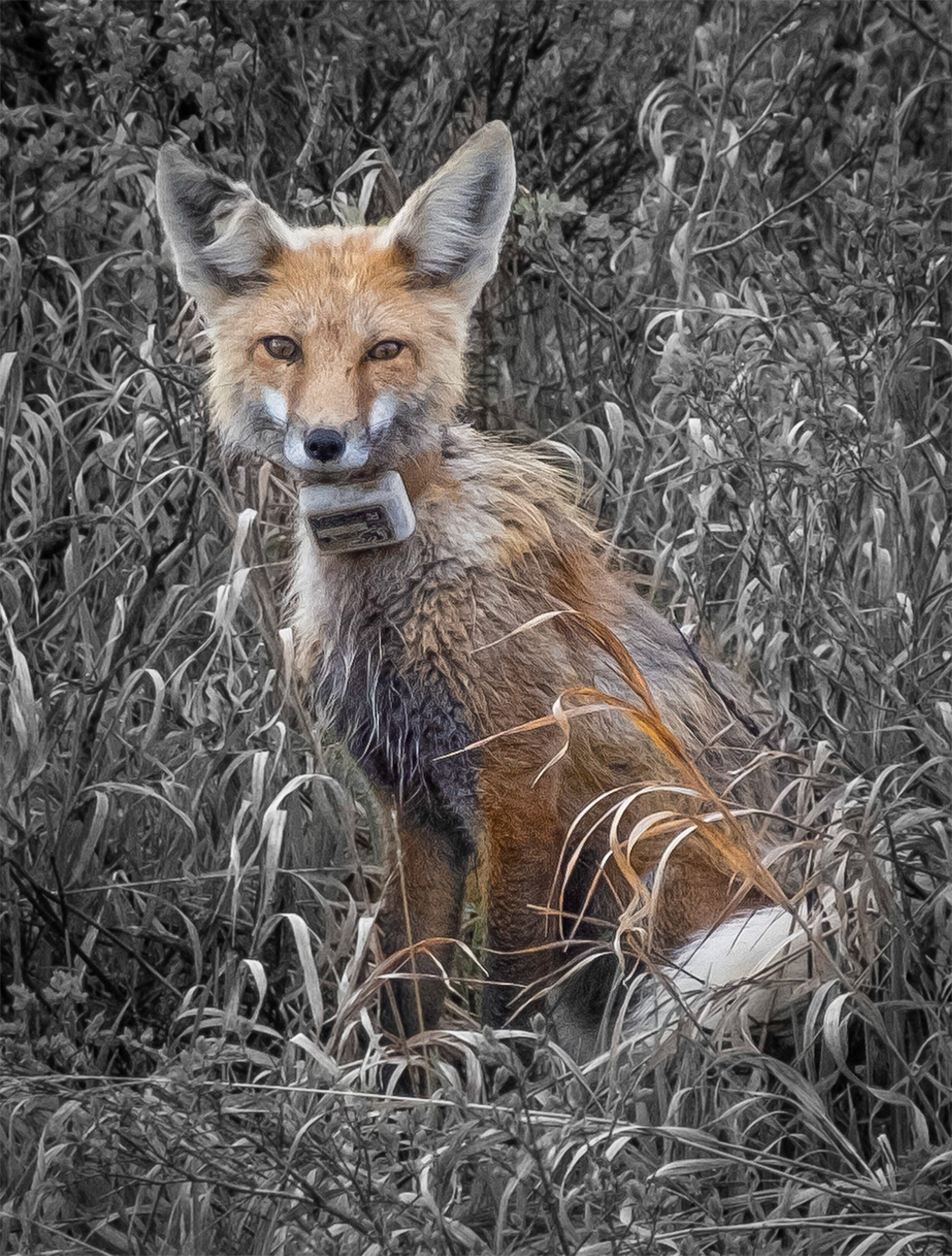 Female Red Fox