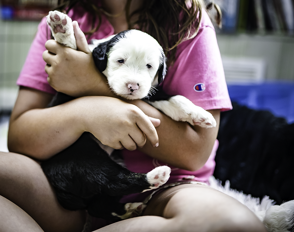 3 weeks old girl sheepie