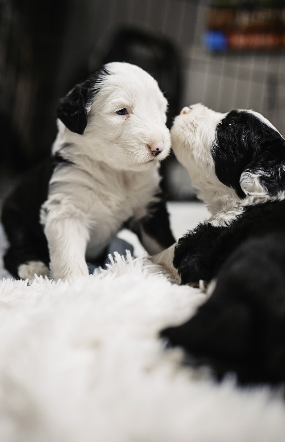 Girl on left boy on right 3 weeks old
