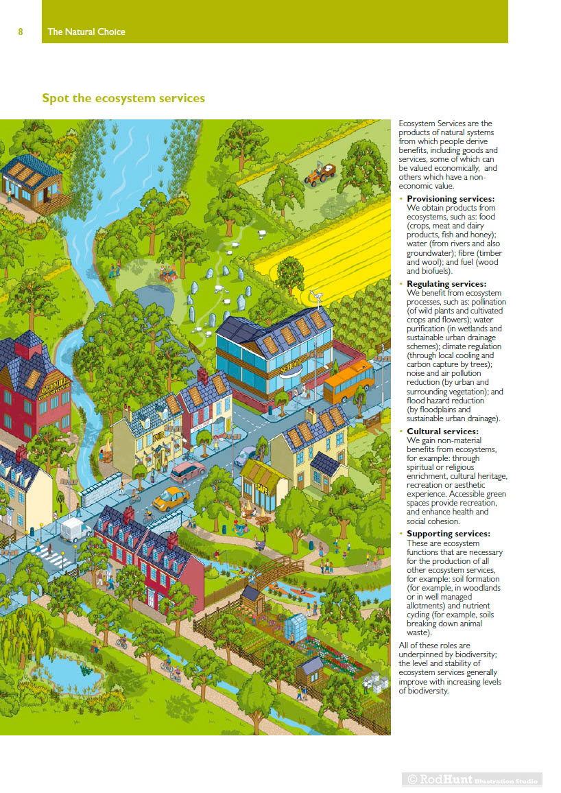 Ecosystem Environmental infographics Illustrator