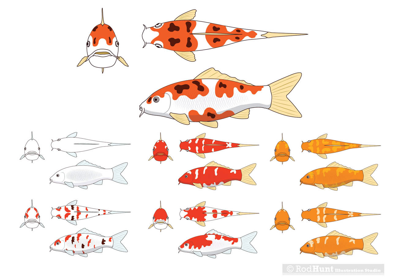 Koi Carp Fish Animation Skins Illustration