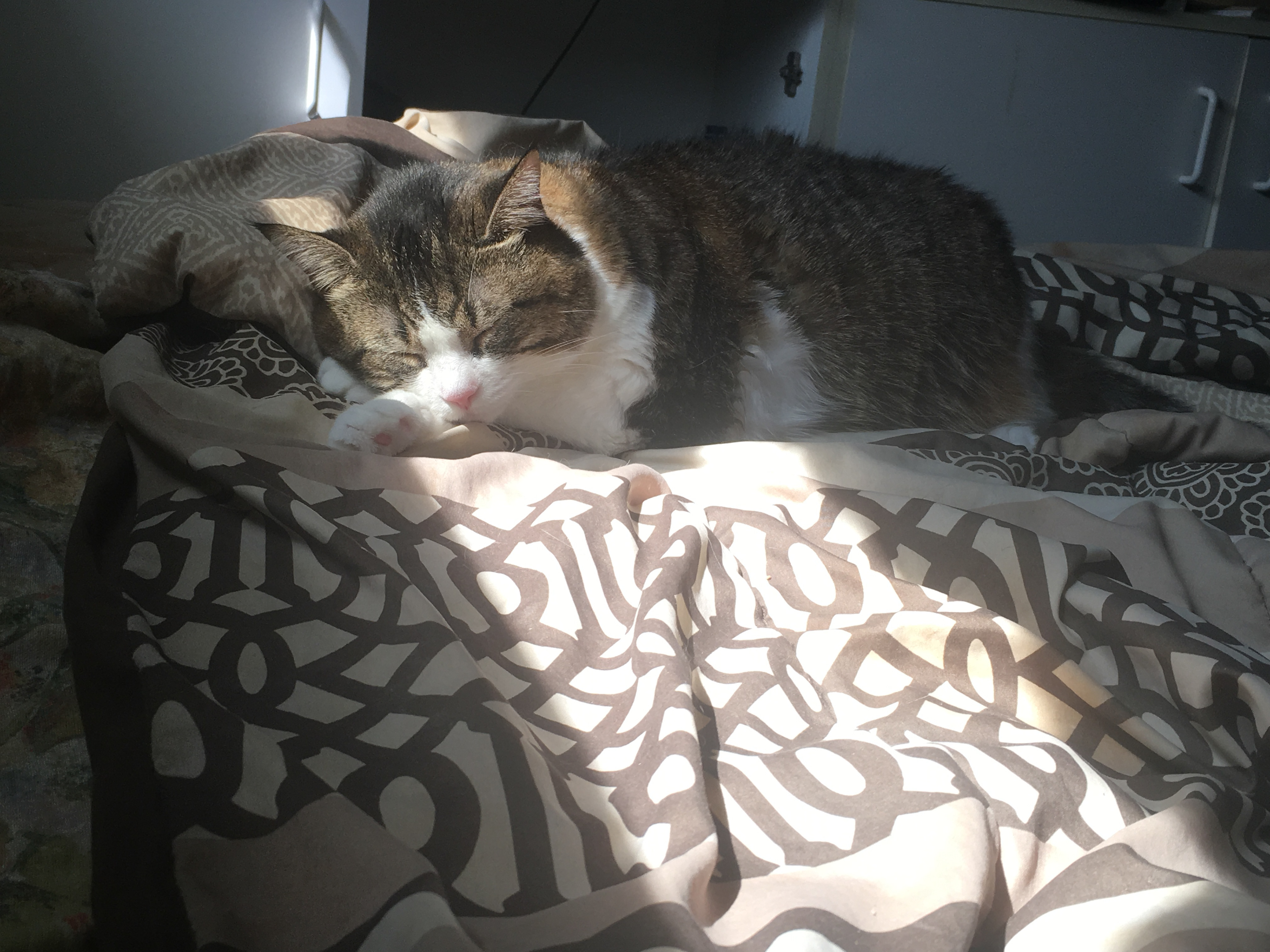 picture of Elesa's cat Angel