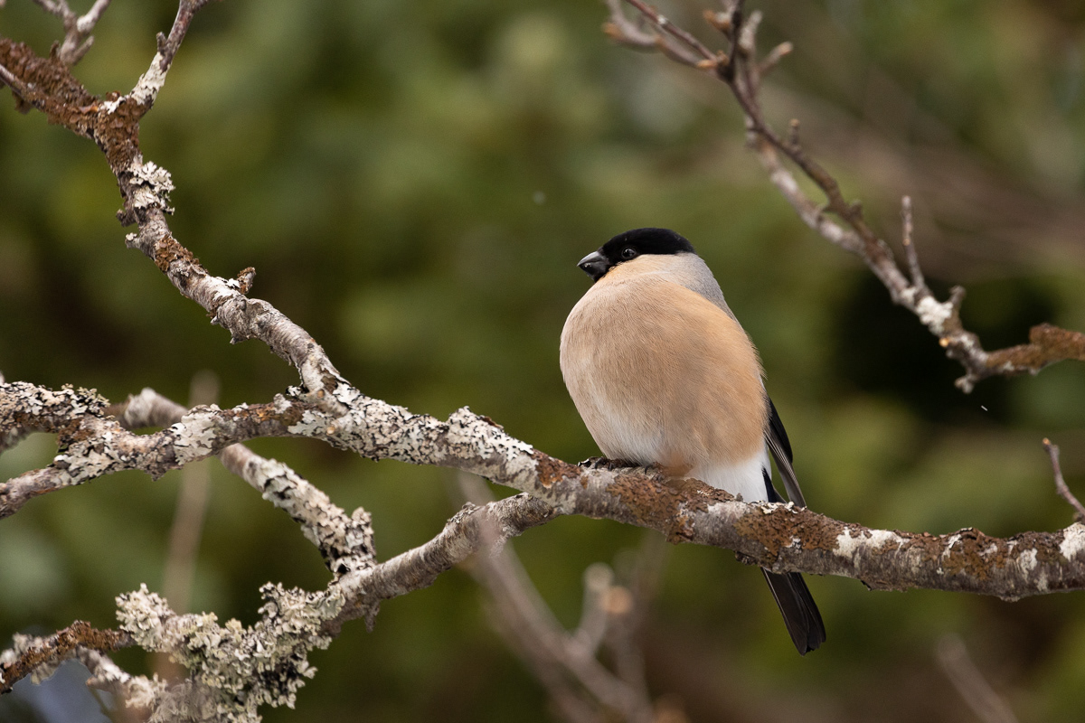 Dompap/Bullfinch