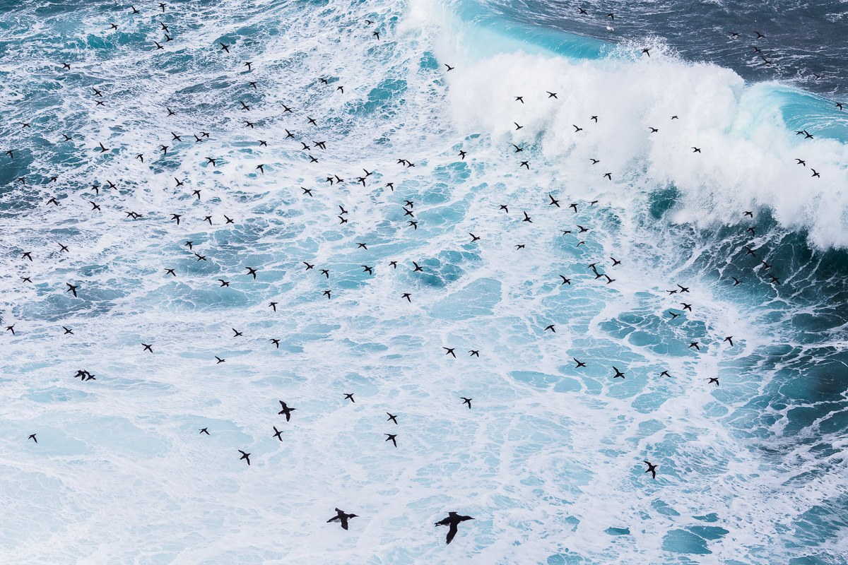 Guillemots/Lomvier, Hornøya