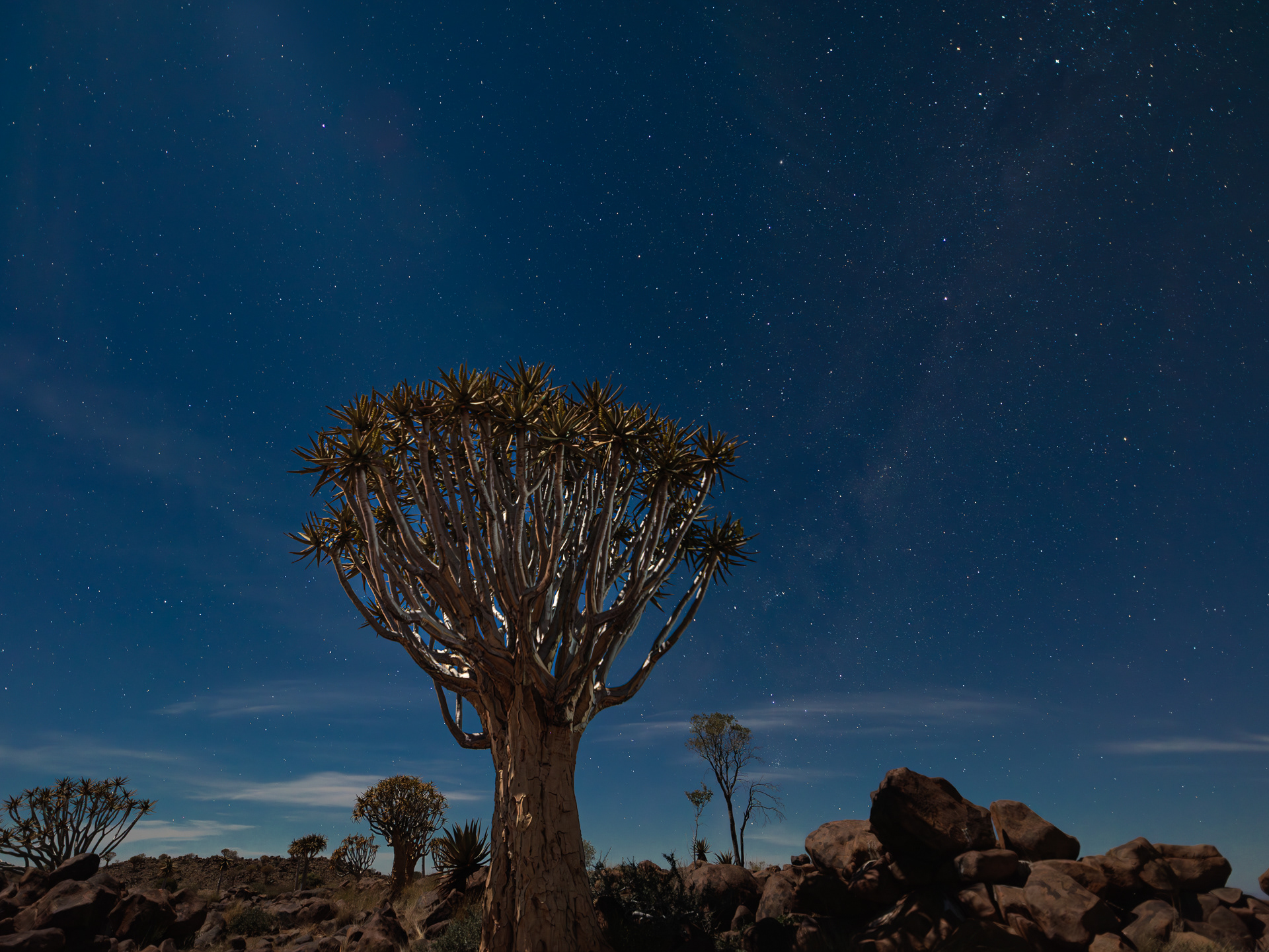 Quiver Tree Forest i måneskinn
