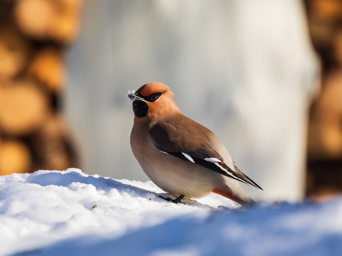 Waxwing/Sidensvans