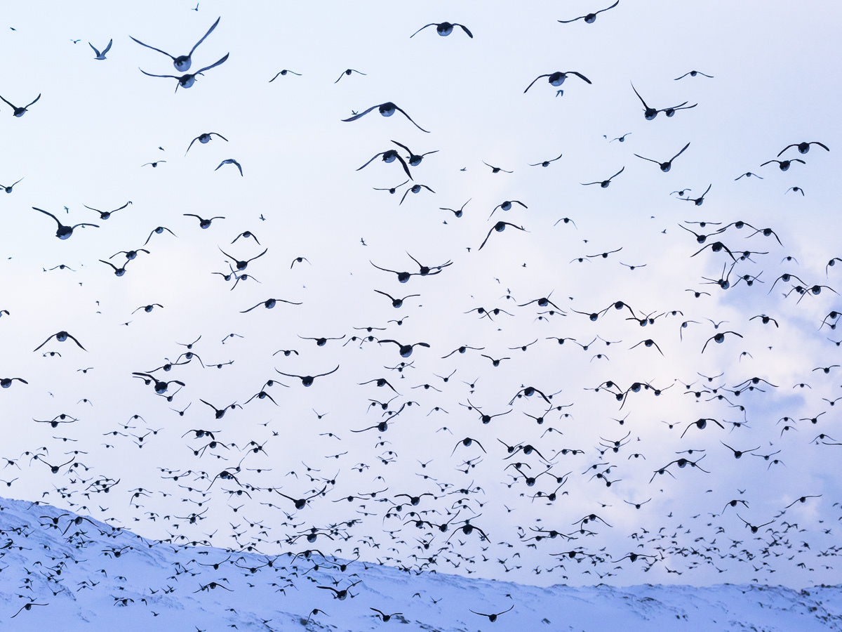 Guillemots/Lomvier, Hornøya