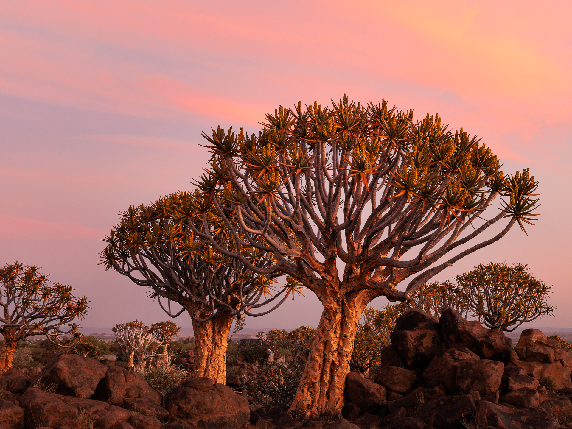 Quiver Tree Forest