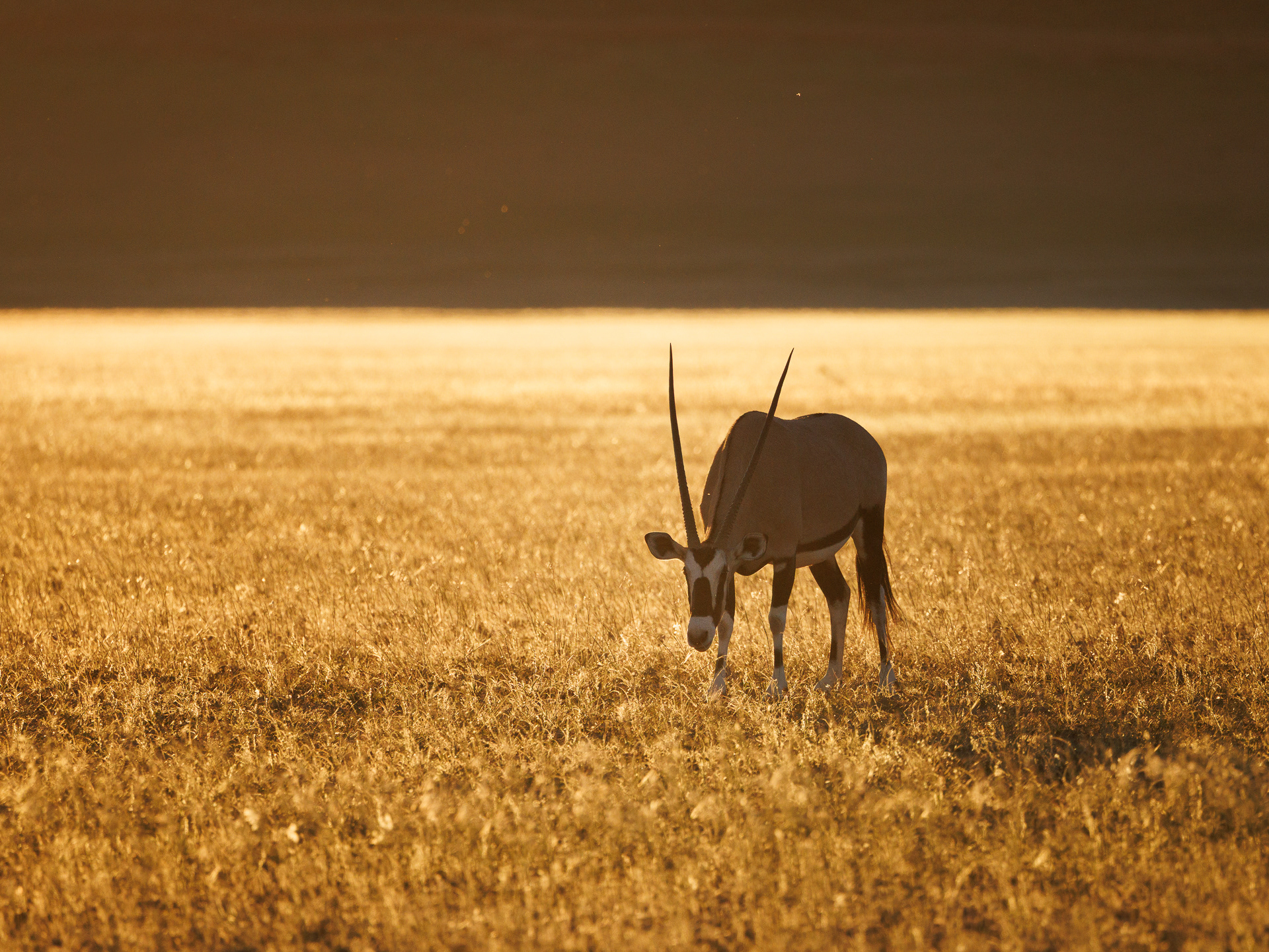 Oryx - Namibias nasjonaldyr