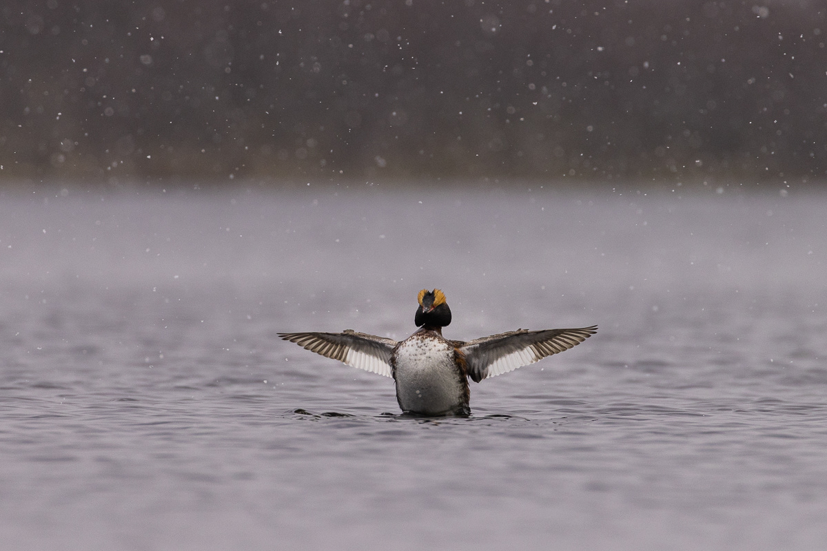 Horndykker/Horned grebe