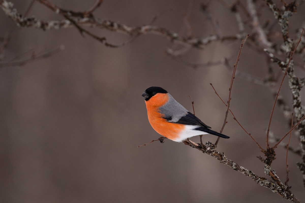 Dompap/Bullfinch