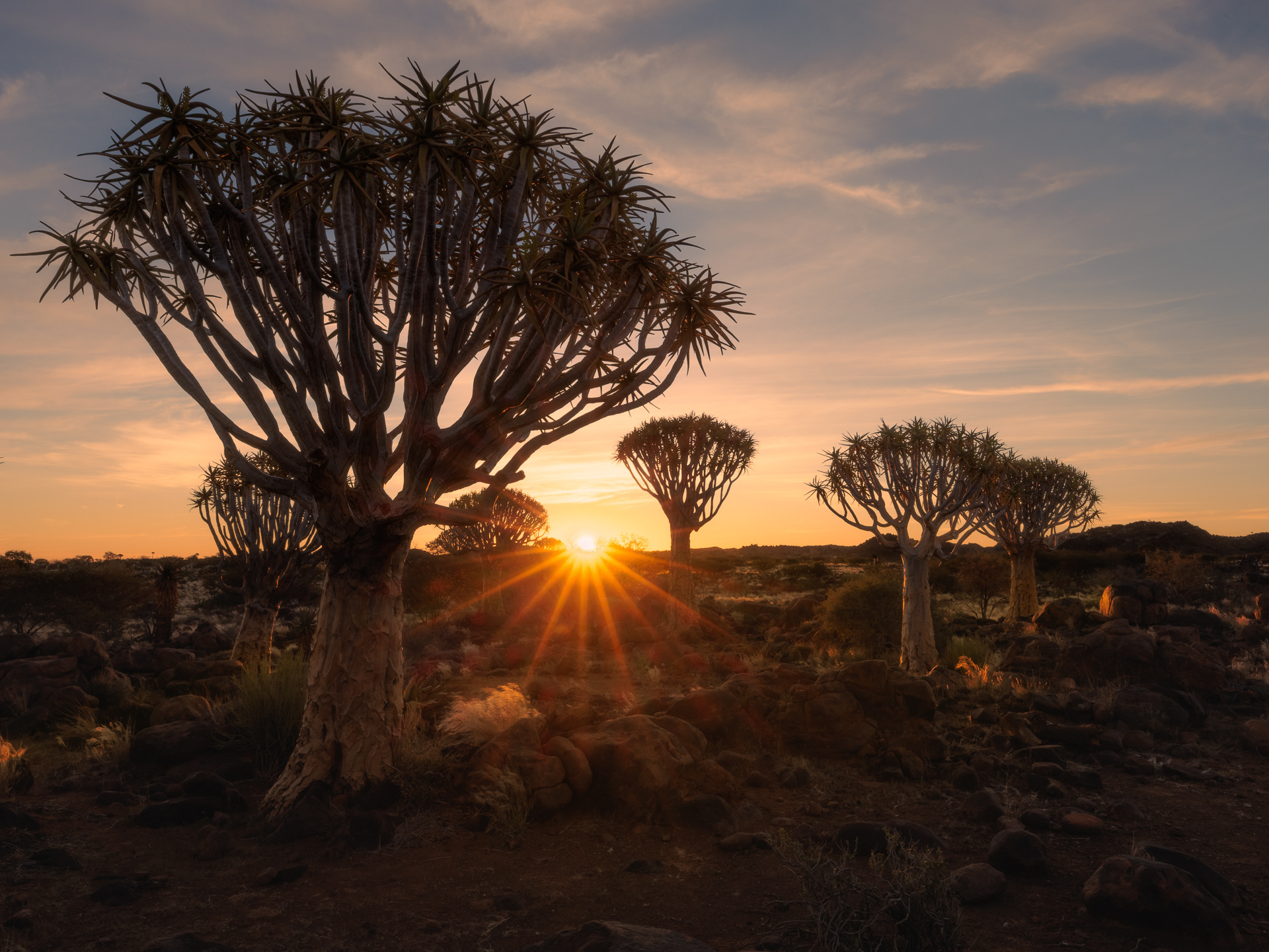 Quiver Tree Forest