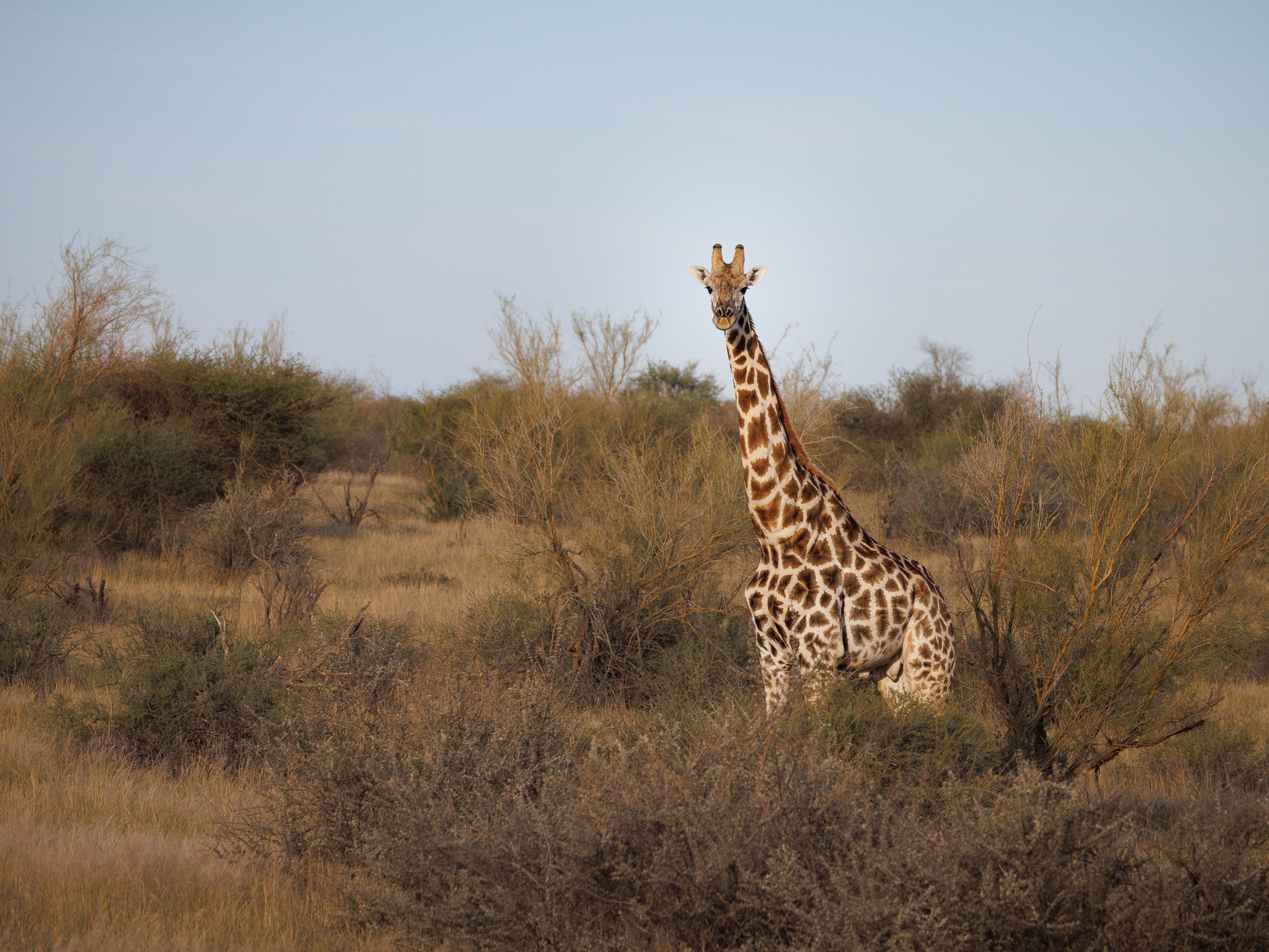 Giraff