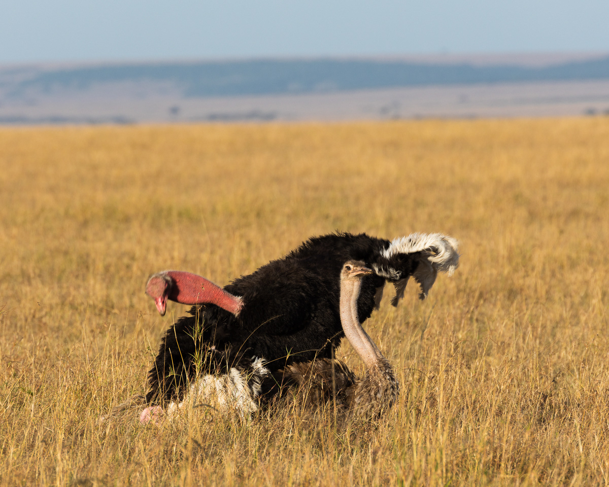 Ostrich-love