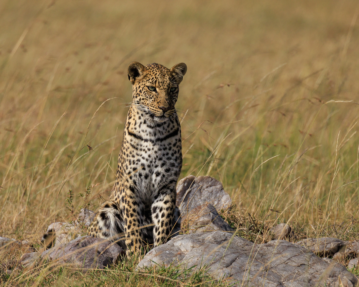 Ung leopard