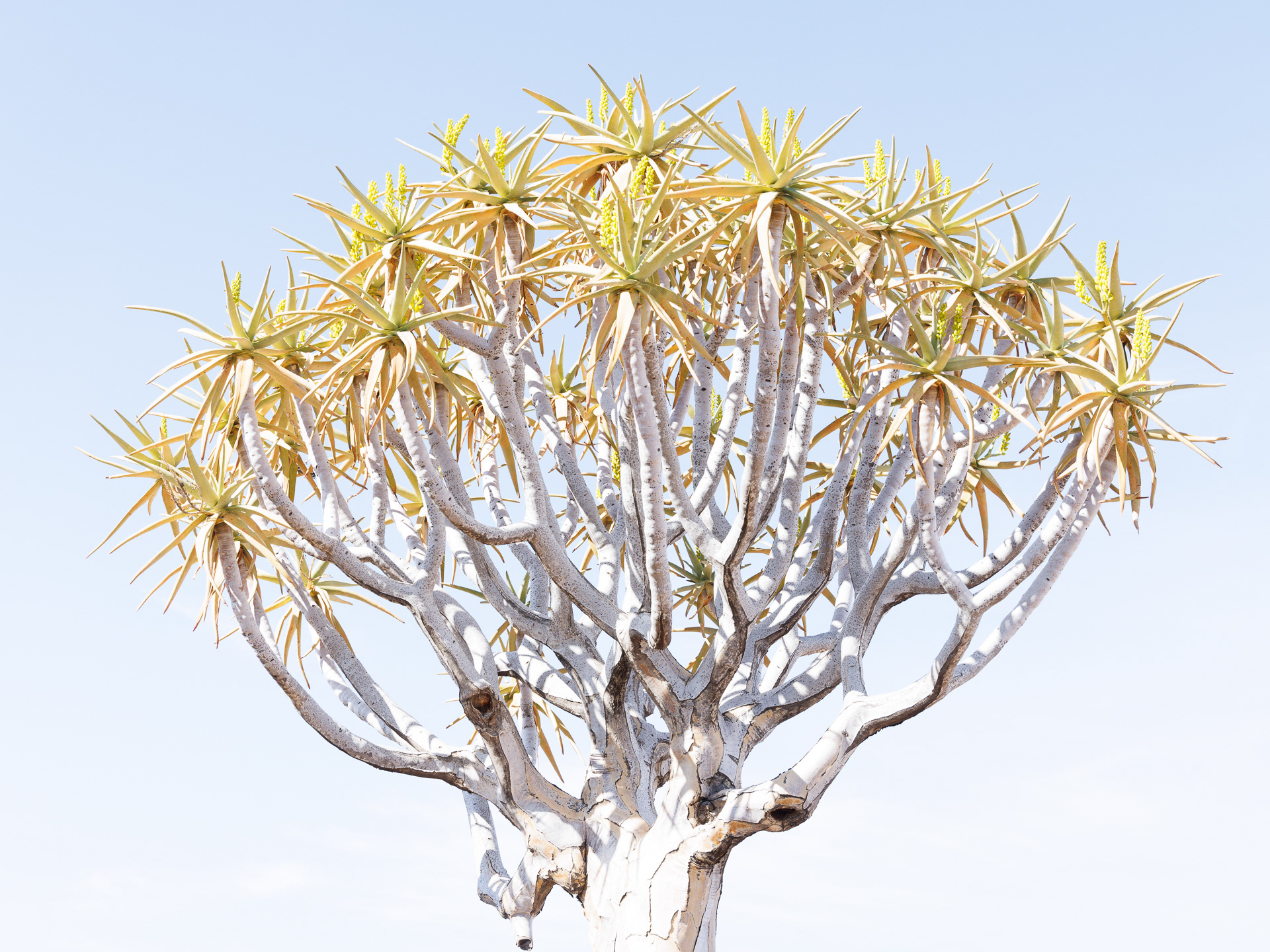 Quiver Tree Forest