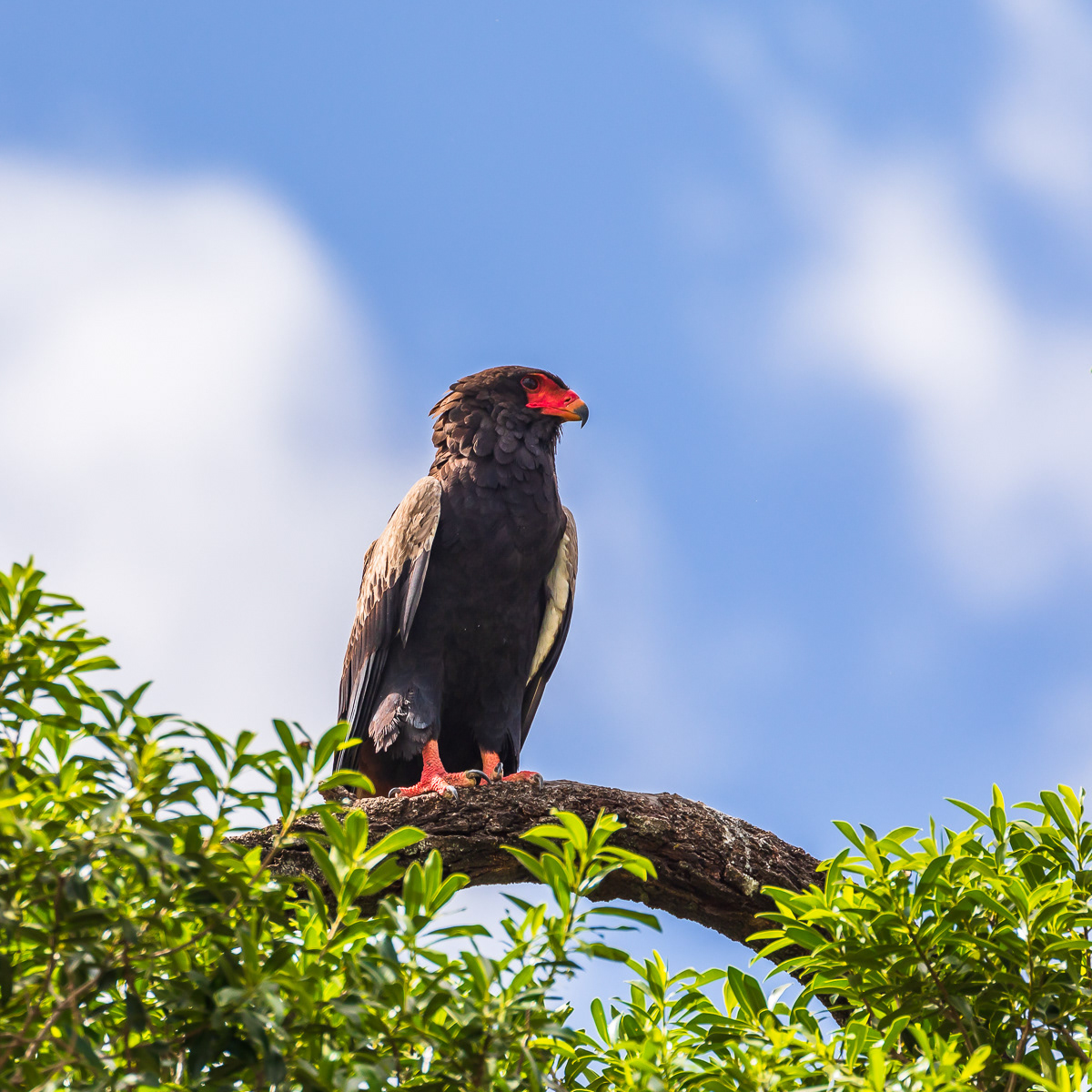 Bateleur eagle