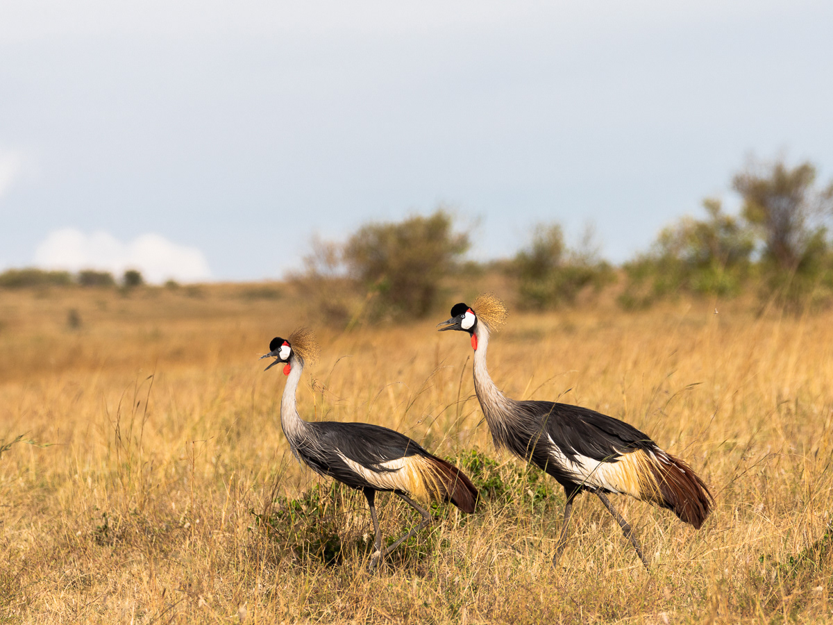 Black crowned crane