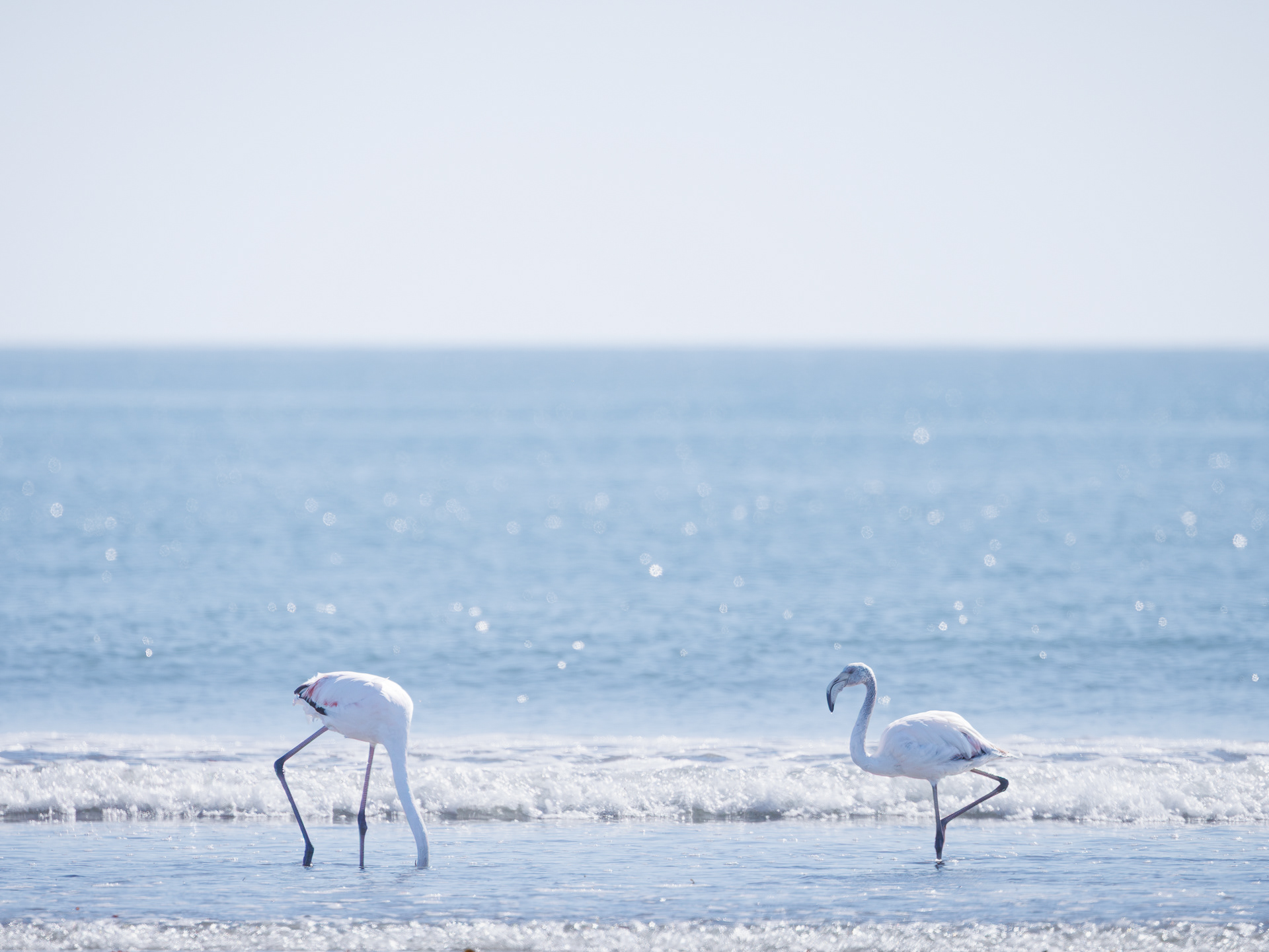 Flamingo