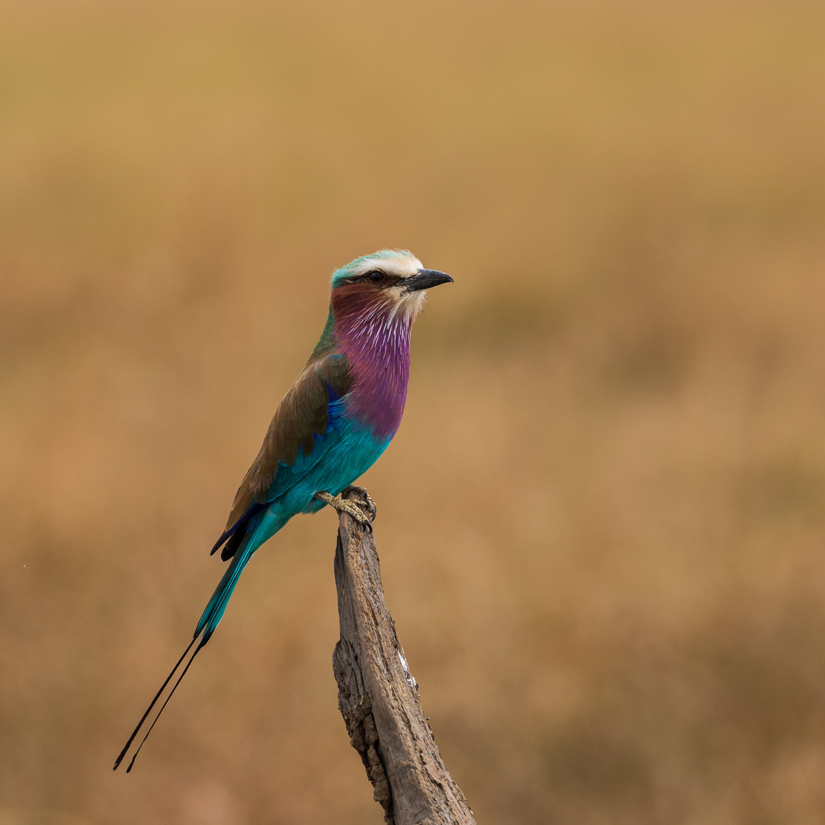 Racket-tailed roller