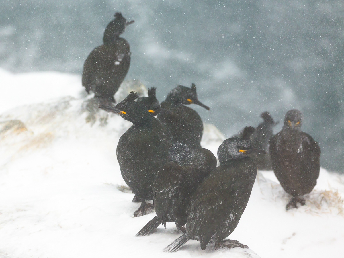 Shags/Toppskarv, Hornøya