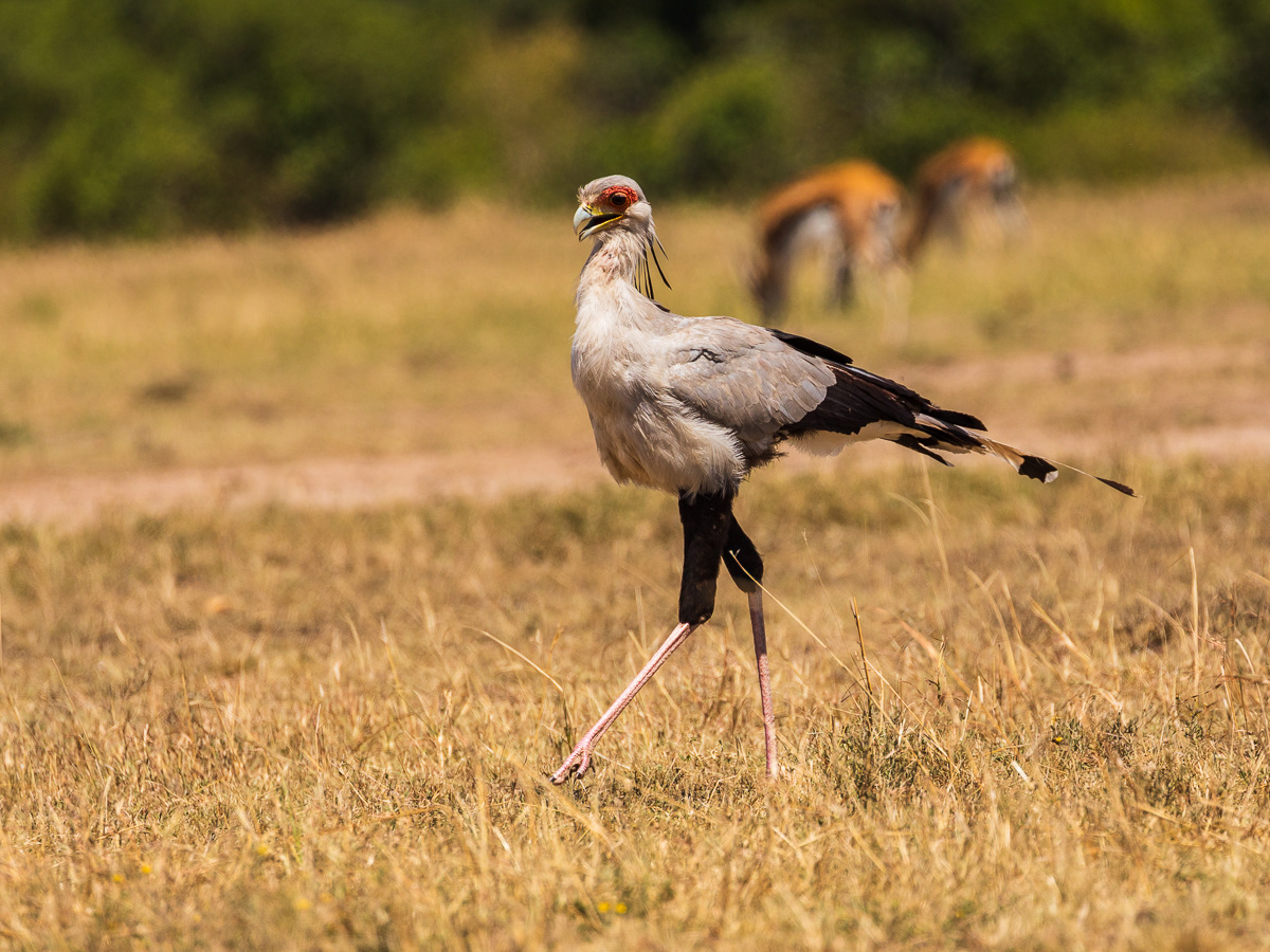Secretary bird/Sekretærfugl