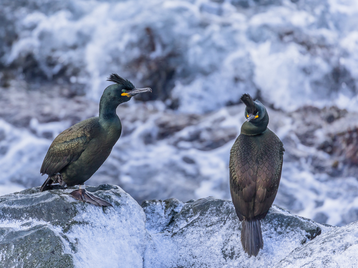 Shags/Toppskarv, Hornøya